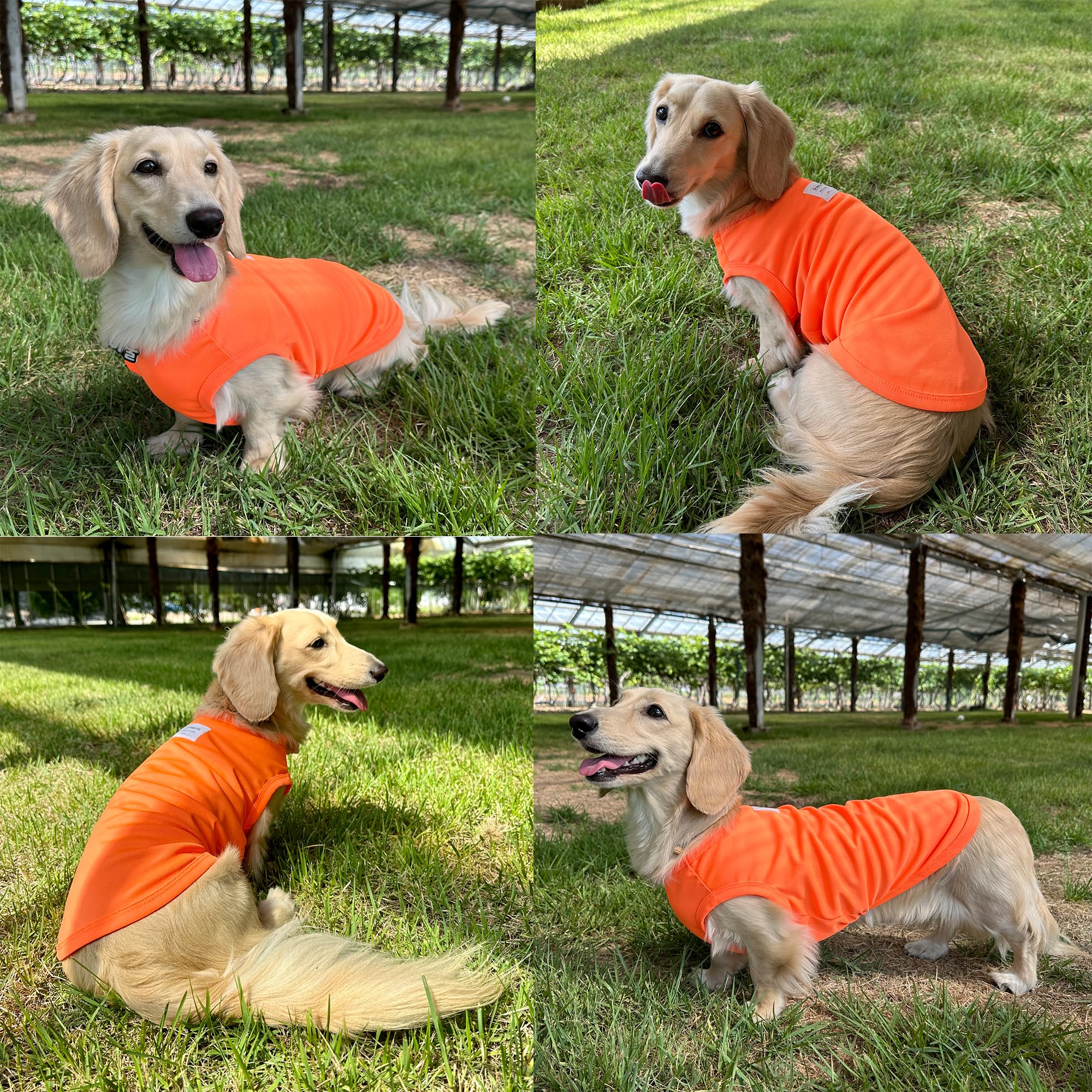 D Doggy Star Dachshund Clothes For Dogs Mini And Adults Neon T Shirts (Xl,Neon Orange)