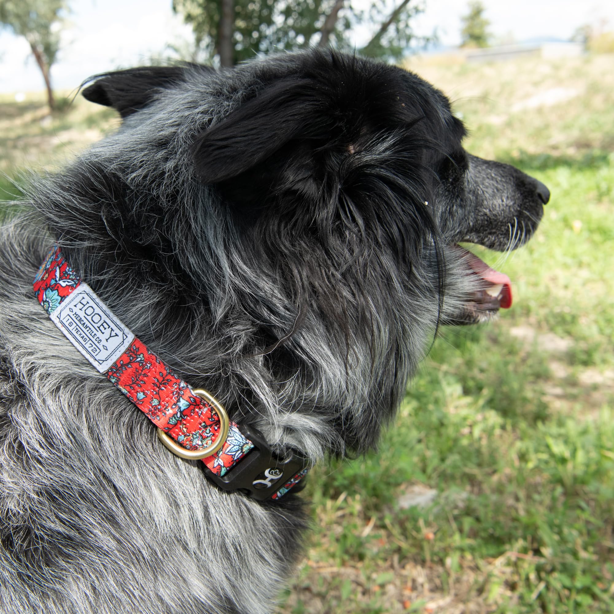 Hooey Nomad Dog Collar, Durable Polyester Webbing Collar With Graphic-Inspired Prints, Western Floral, Large