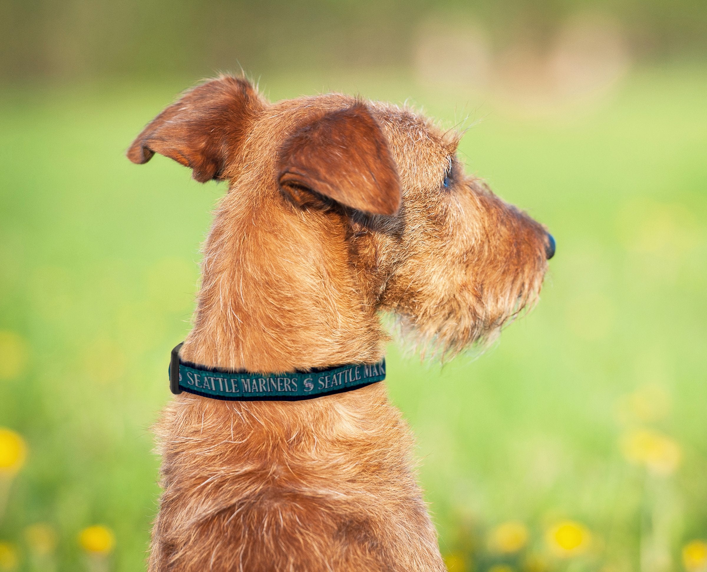 Pets First Mlb Seattle Mariners Dog Collar, Medium (Mrn-3036-Md)
