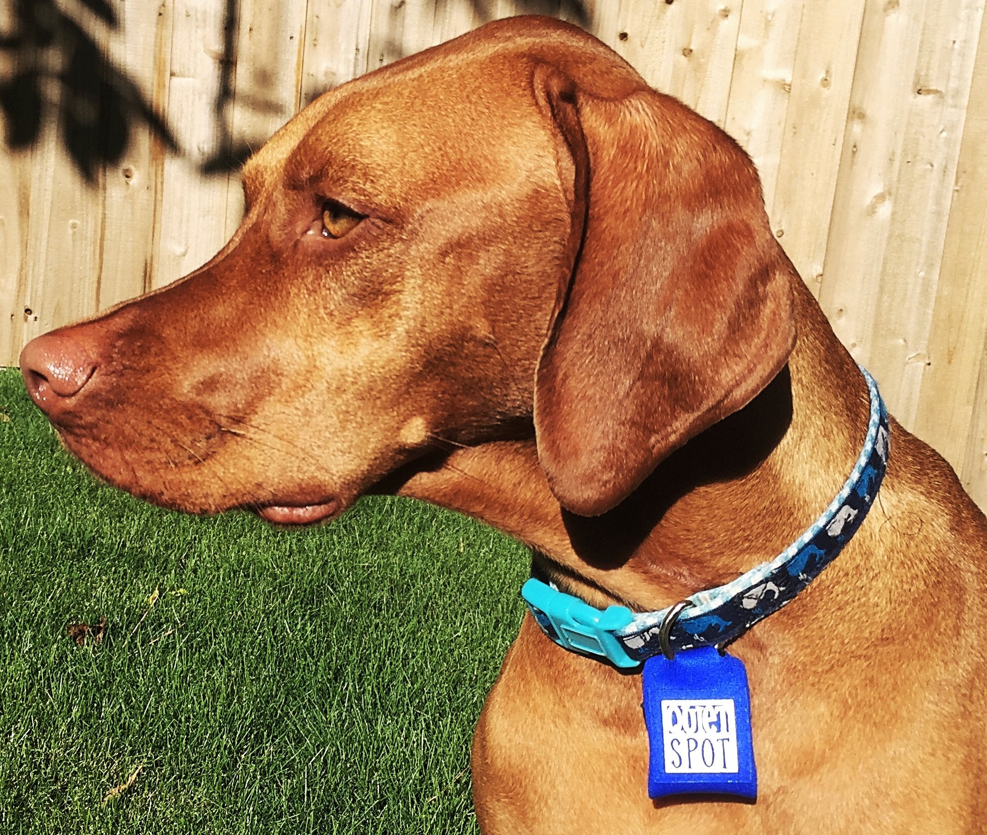 Quiet Spot Pet Tag Silencer (Black)