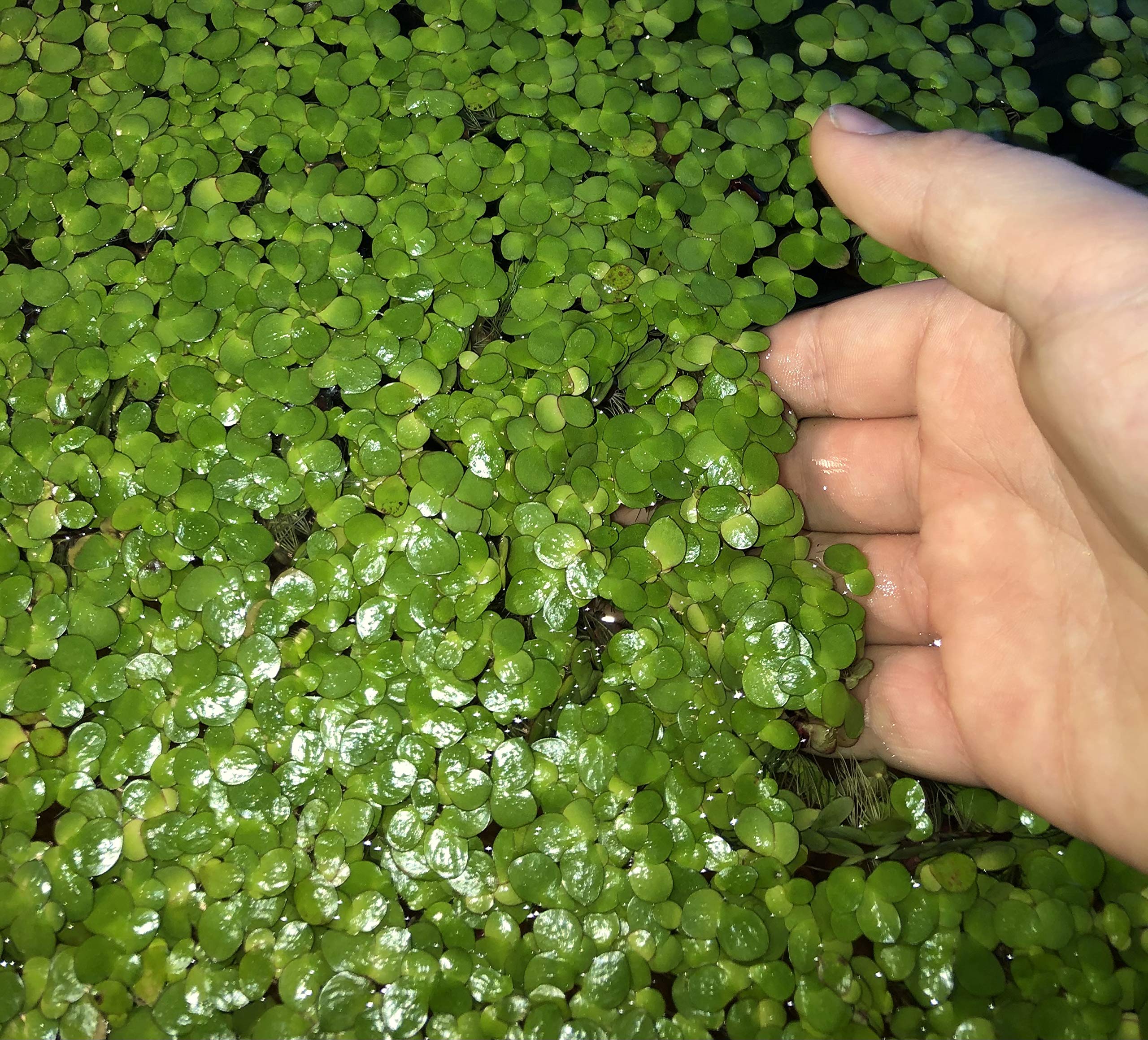 40+ Giant Duckweed (Spirodela Polyrhiza) Live Floating Plants For Aquarium Or Pond