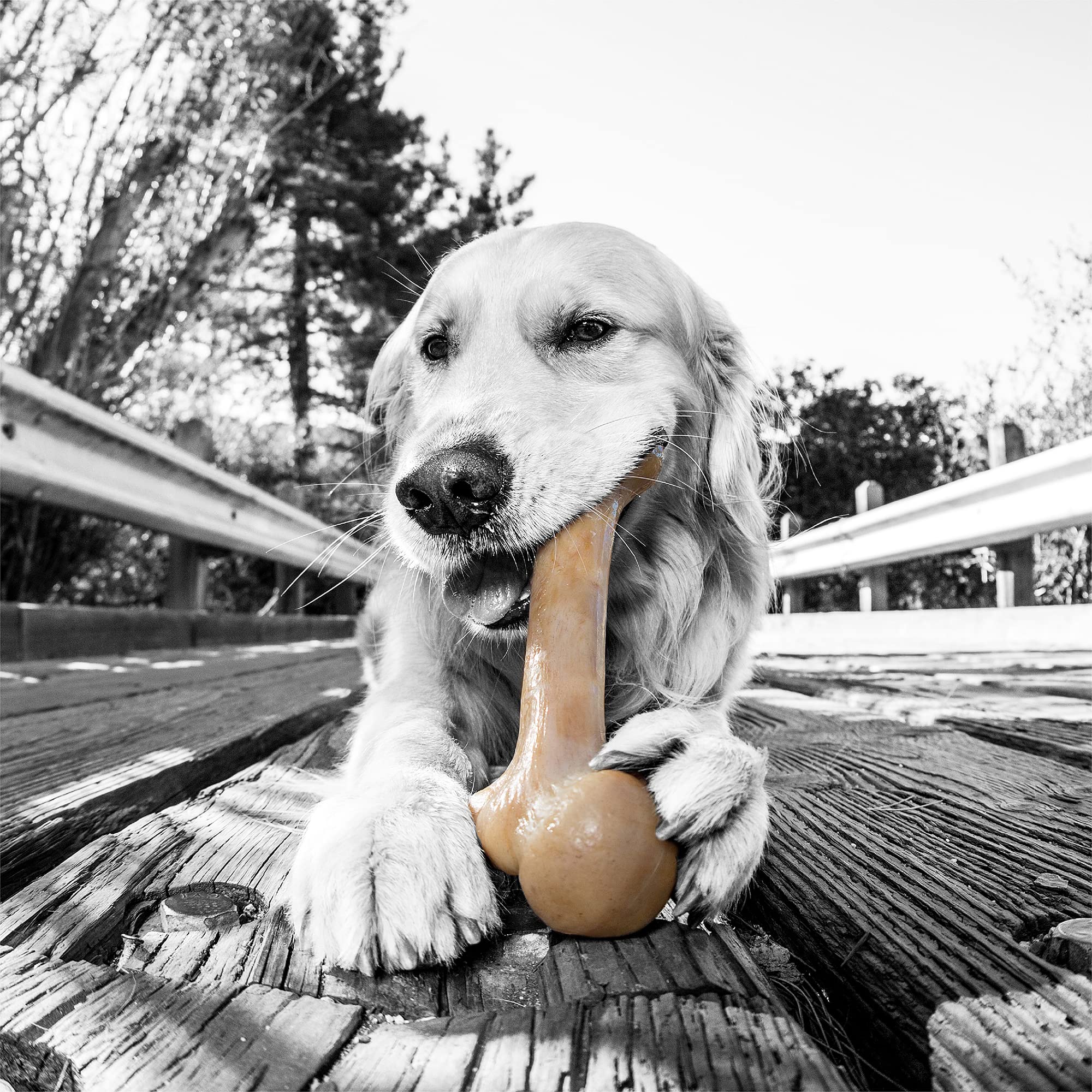 Pet Qwerks Dinosaur Barkbone - Wood Dog Bone For Moderate Chewers - Peanut Butter Flavor - 8.5', Small Breeds