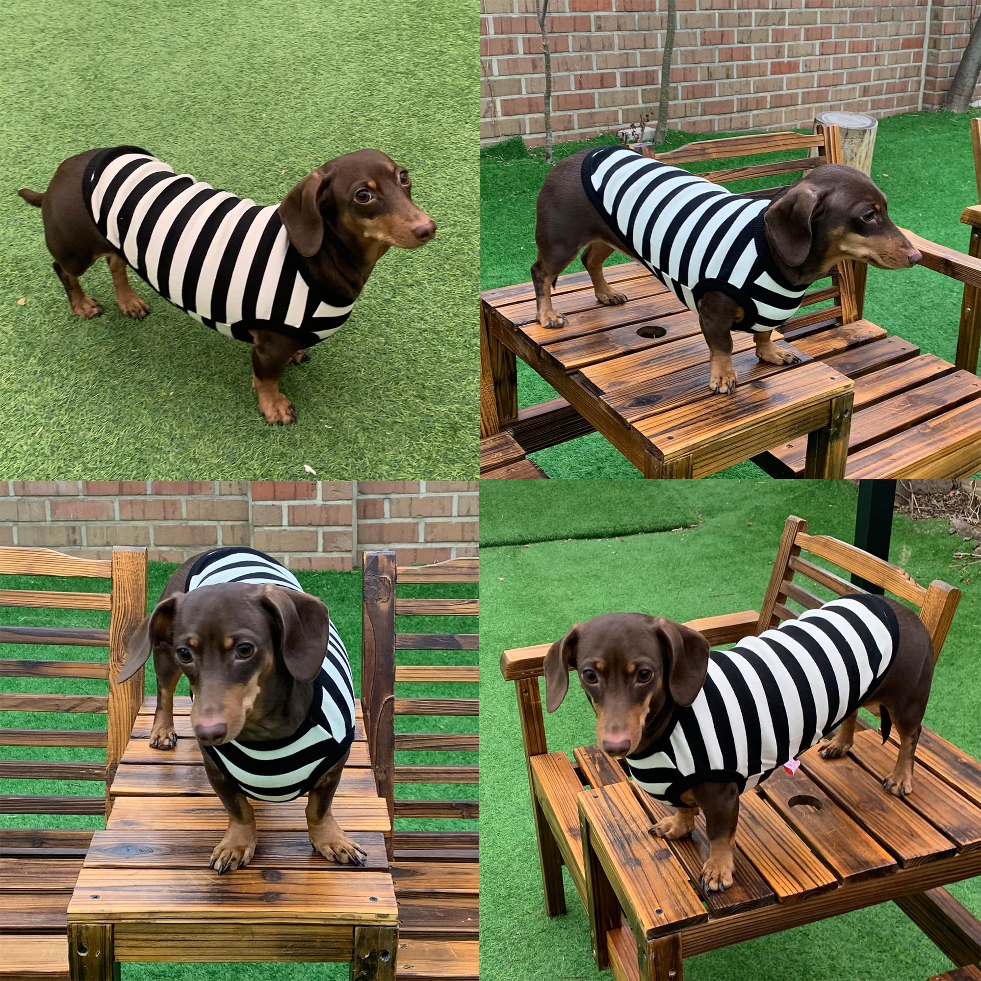 D Doggy Star Dachshund Clothes For Dogs Mini And Adults T Shirts (Xl,Stripe Ivory/Black)