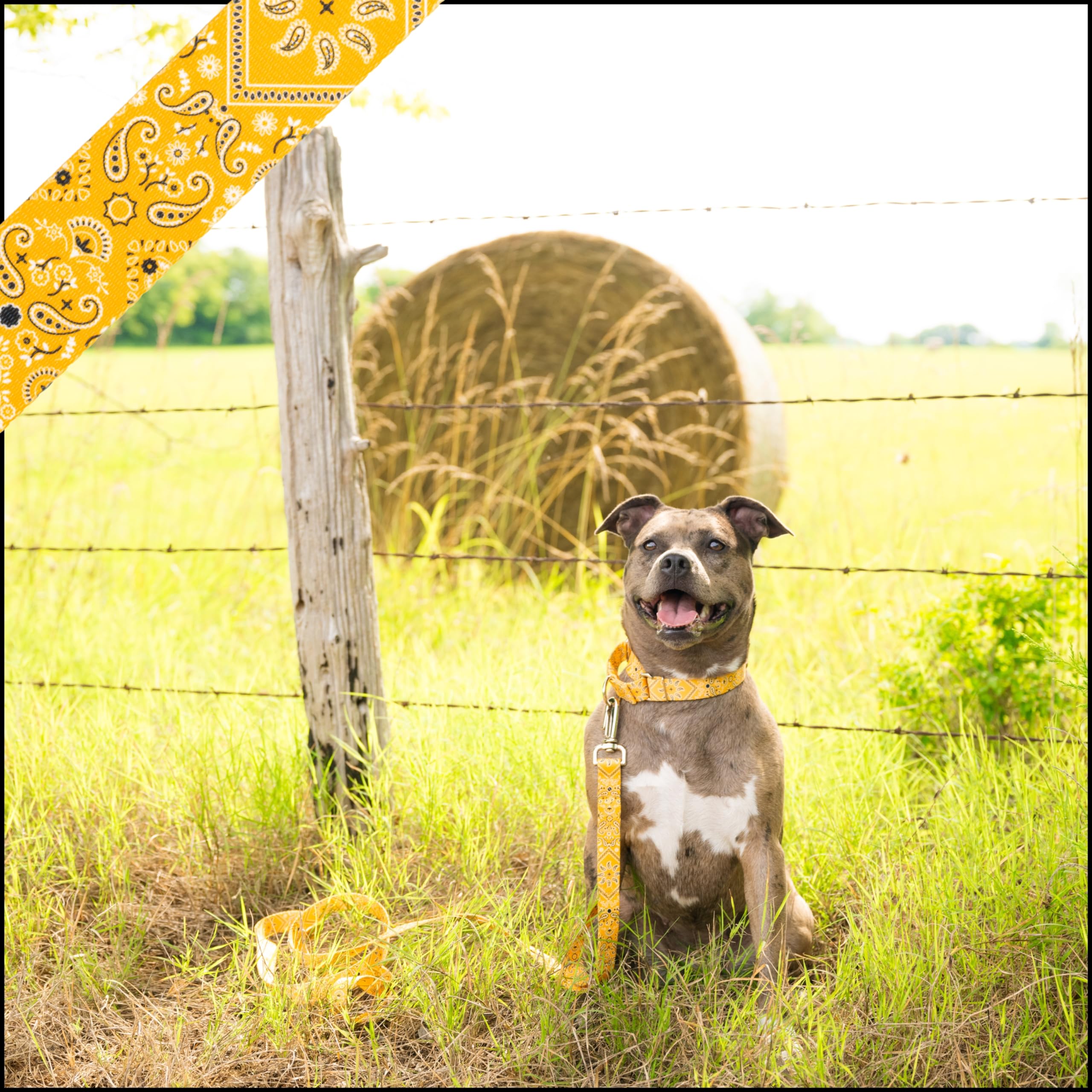 Country Brook Petz - Yellow Bandana Martingale Dog Collar - Country And Western Collection Featuring Rustic Designs (1 Inch, Med