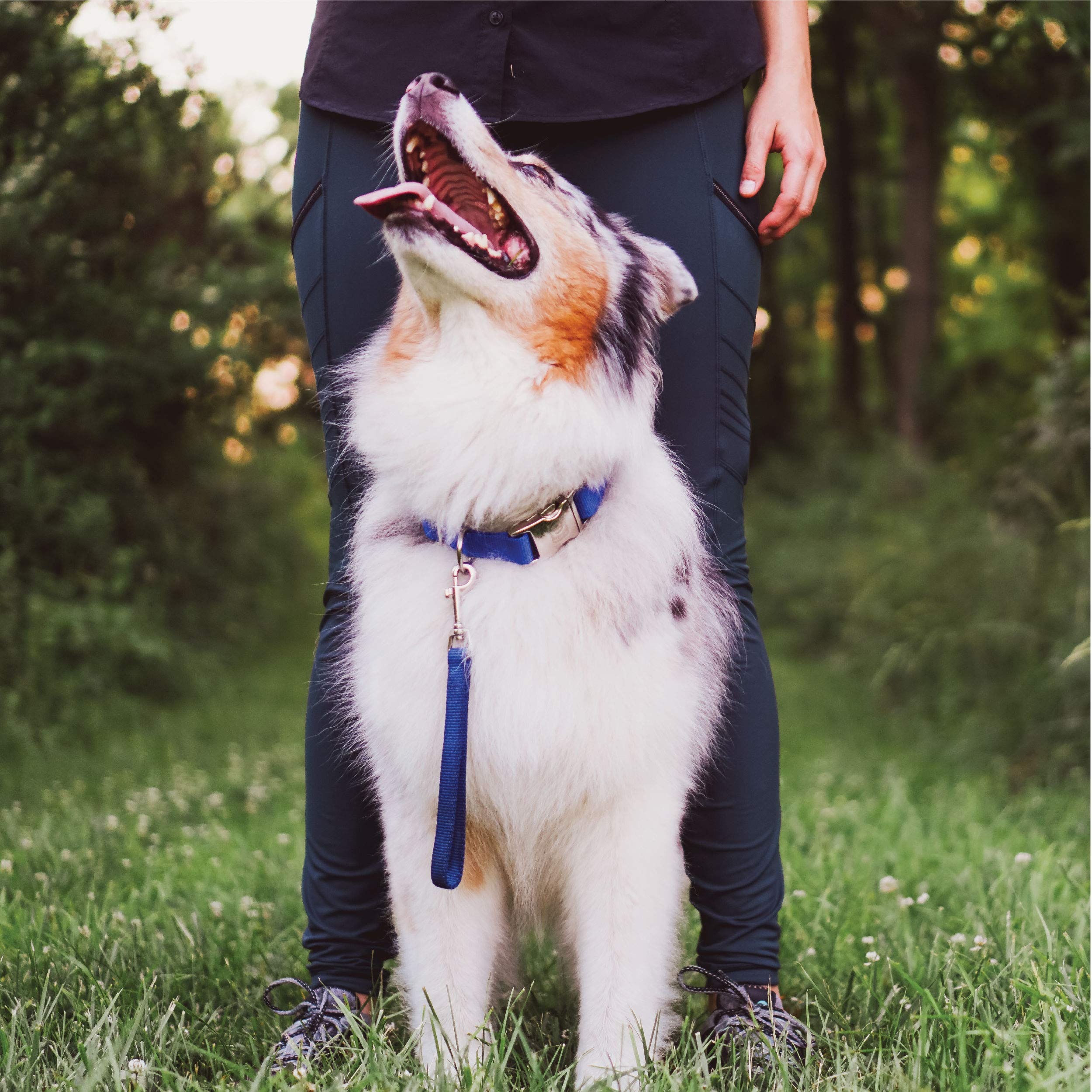 Blue-9 Dog Training Leash, 9 Inch Tab Lead For Obedience, Recall, And Agility Training, Made In The Usa, Blue