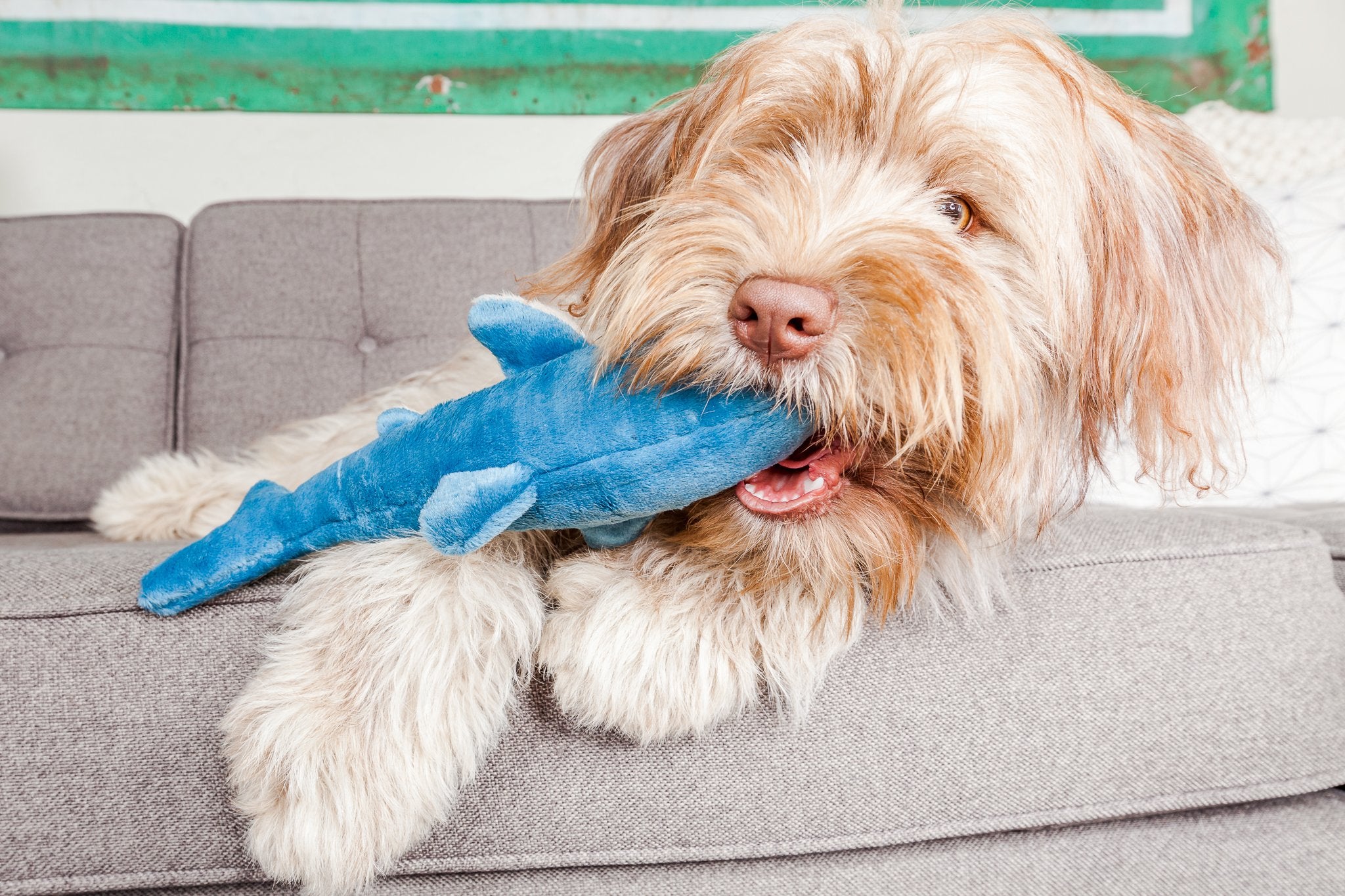 Tank The Shark Tuff Dog Toy