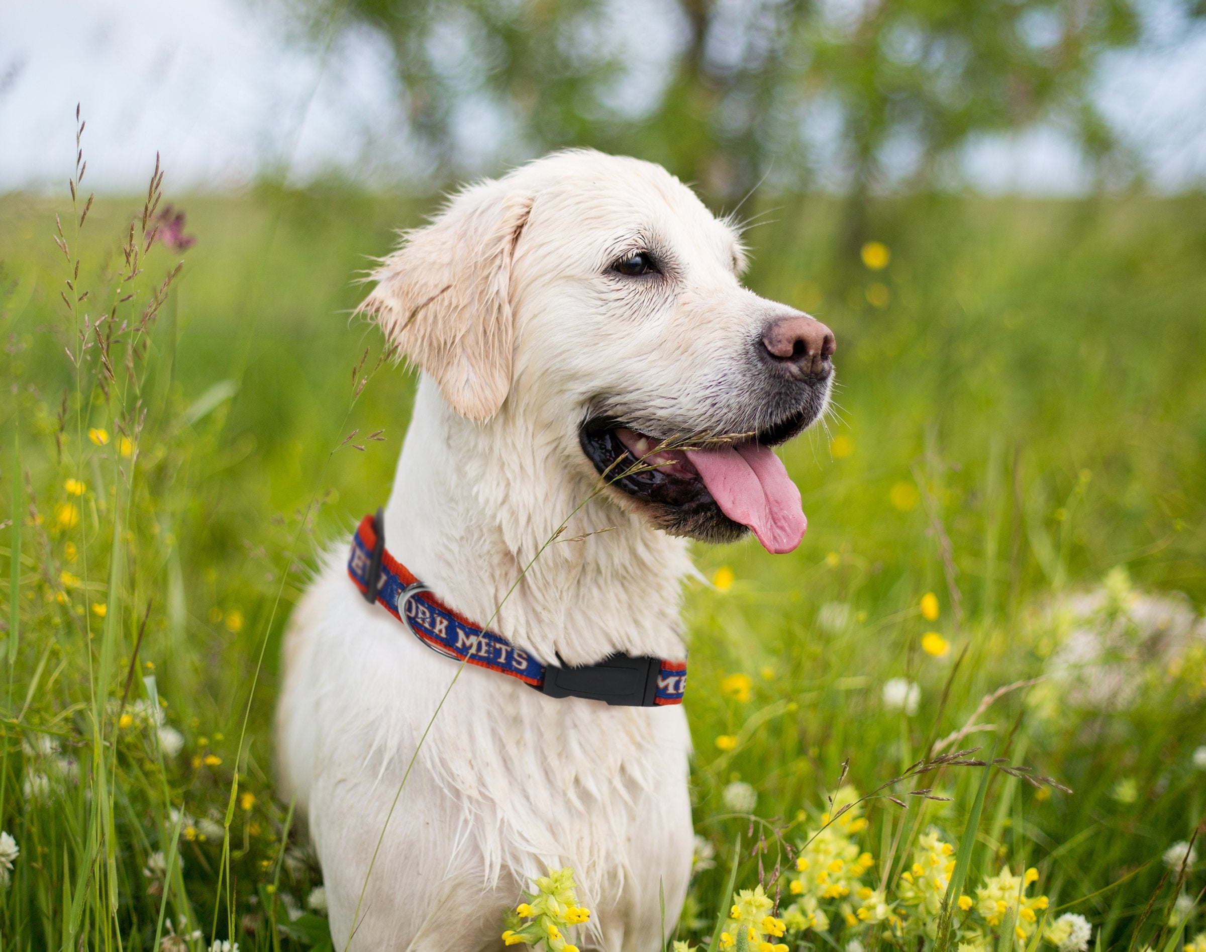 Mlb Dog Collar. - 29 Baseball Teams Available In 4 Sizes. Heavy-Duty, Strong & Durable Pet Collar. - Mlb Licensed Pet Collar.