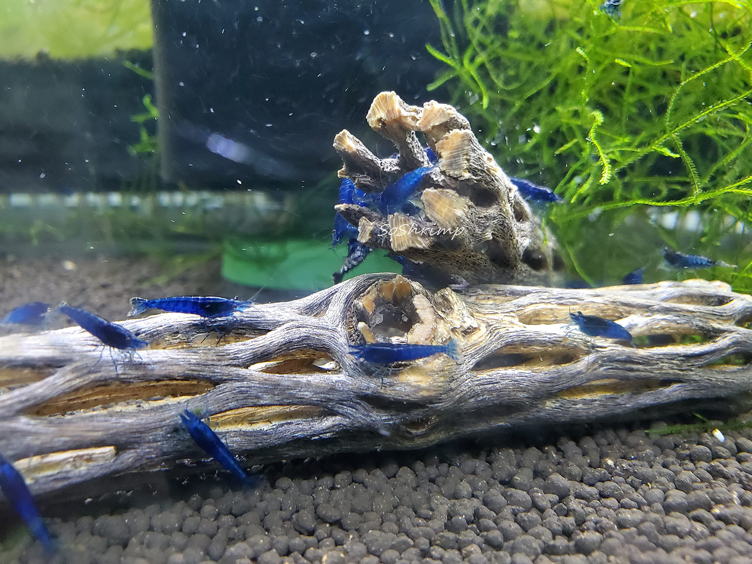 Natural Cholla Wood For Aquarium Decoration, Shrimp, Hermit Crab, Chew Toys For Small Pets (4 Inches Long(Pack Of 3))
