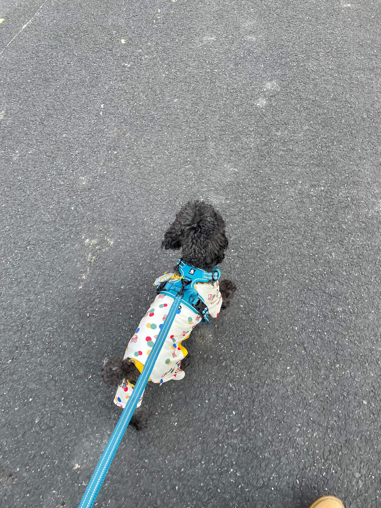 True Love Reflective Dog Leash Puppy Walking Lead, Padded Pet Chain Rope,Length 200Cm Truelove Tll2111(Blue,L)