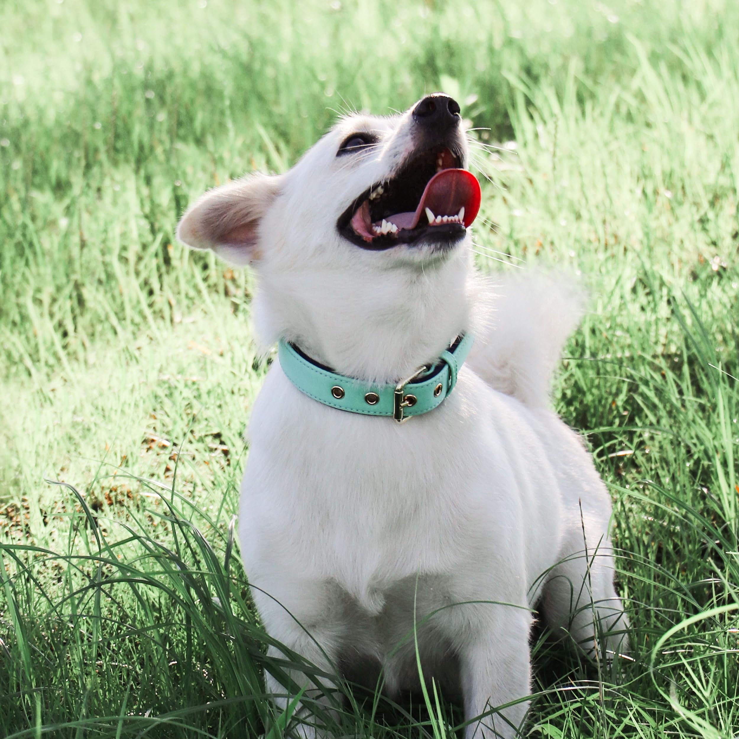 Didog Soft Padded Dog Collars For Medium Dogs, Lightweight And Breathable Dog Collar Waterproof With Metal Buckle, Green, M