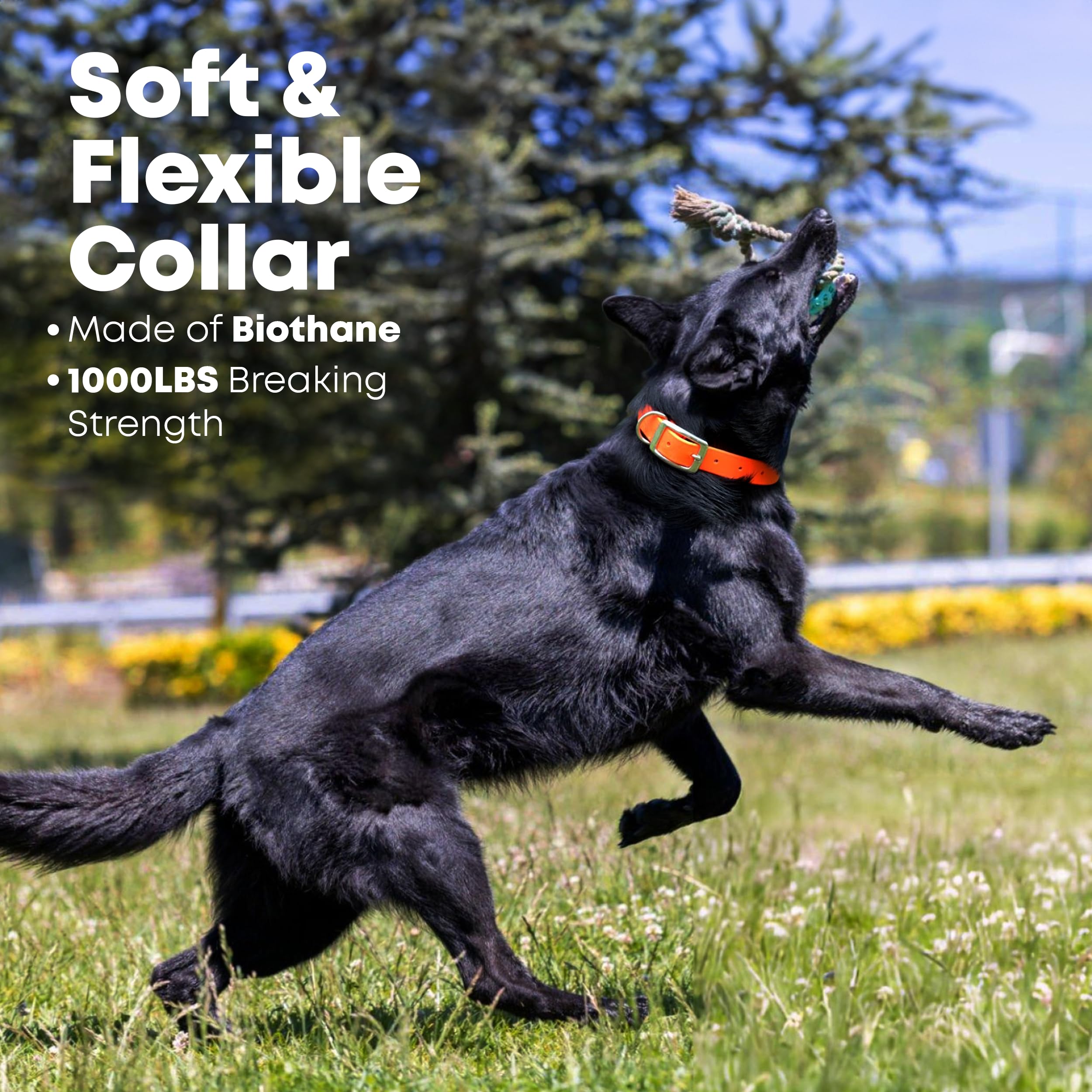 Regal Dog Products Large Orange Waterproof Dog Collar | Heavy Duty Biothane, Adjustable, Chew Resistant with Double Buckle & D Ring