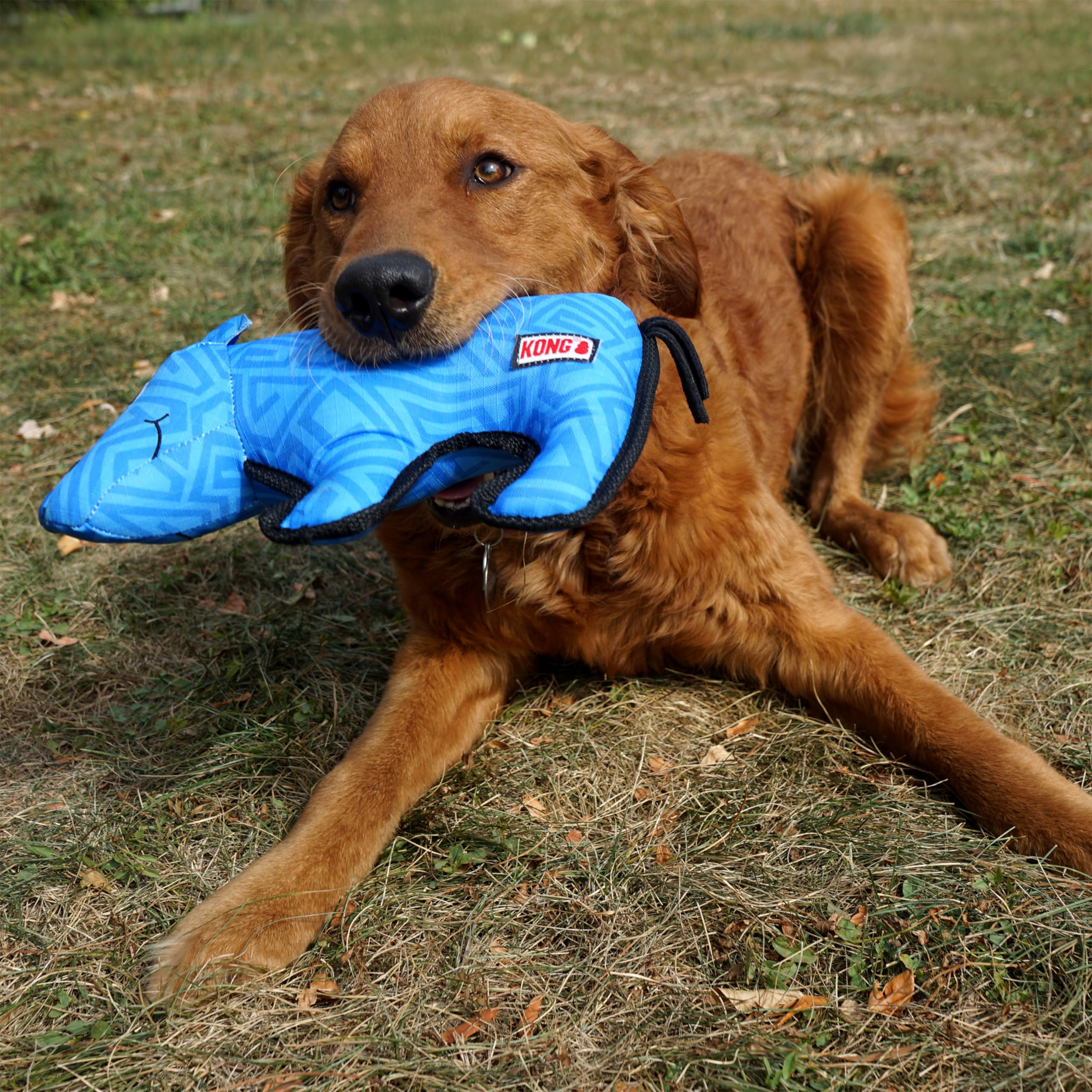 Kong Ballistic Durable Squeaker Dog Toy (Rhino)