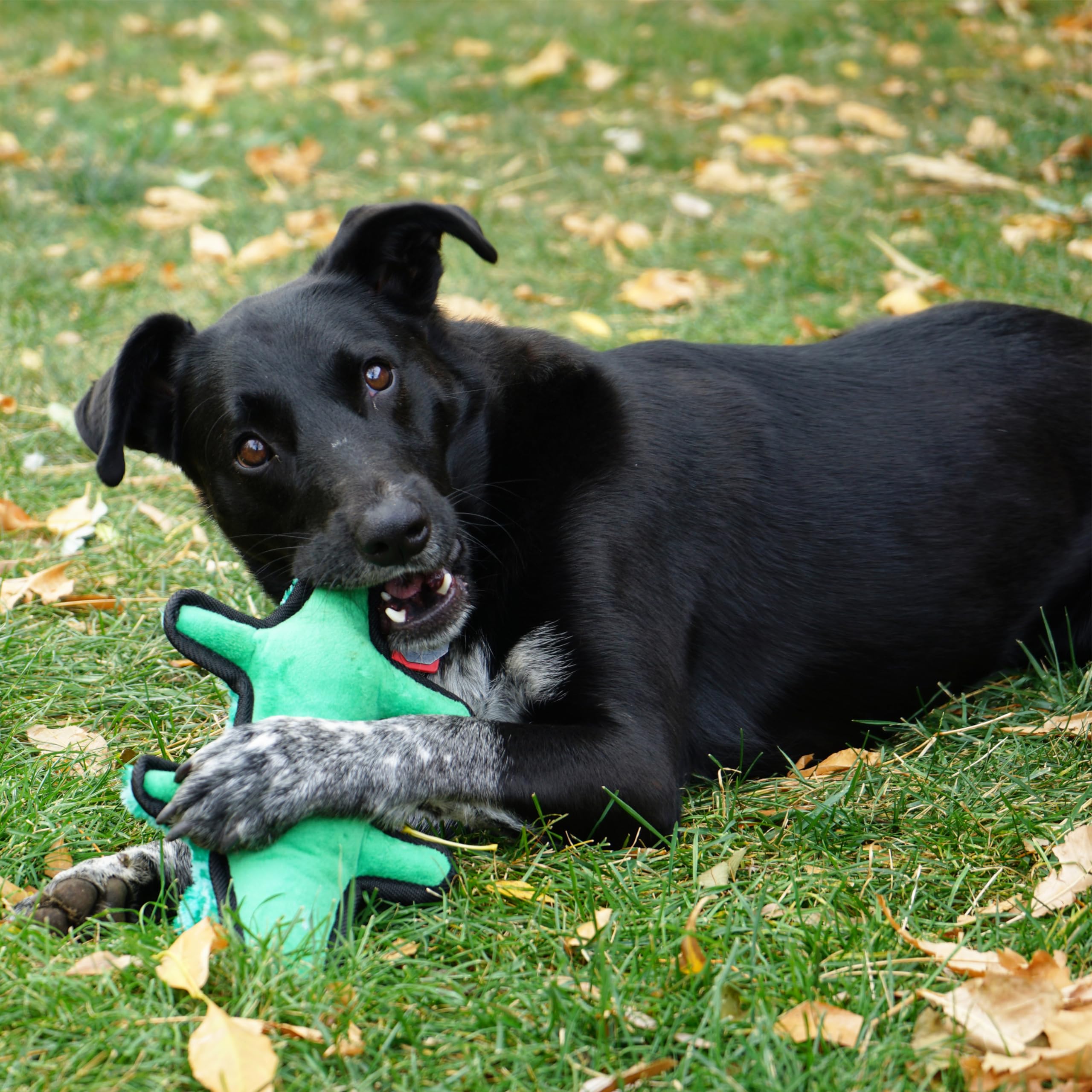 Kong Ballistic Durable Squeaker Dog Toy (Alligator)