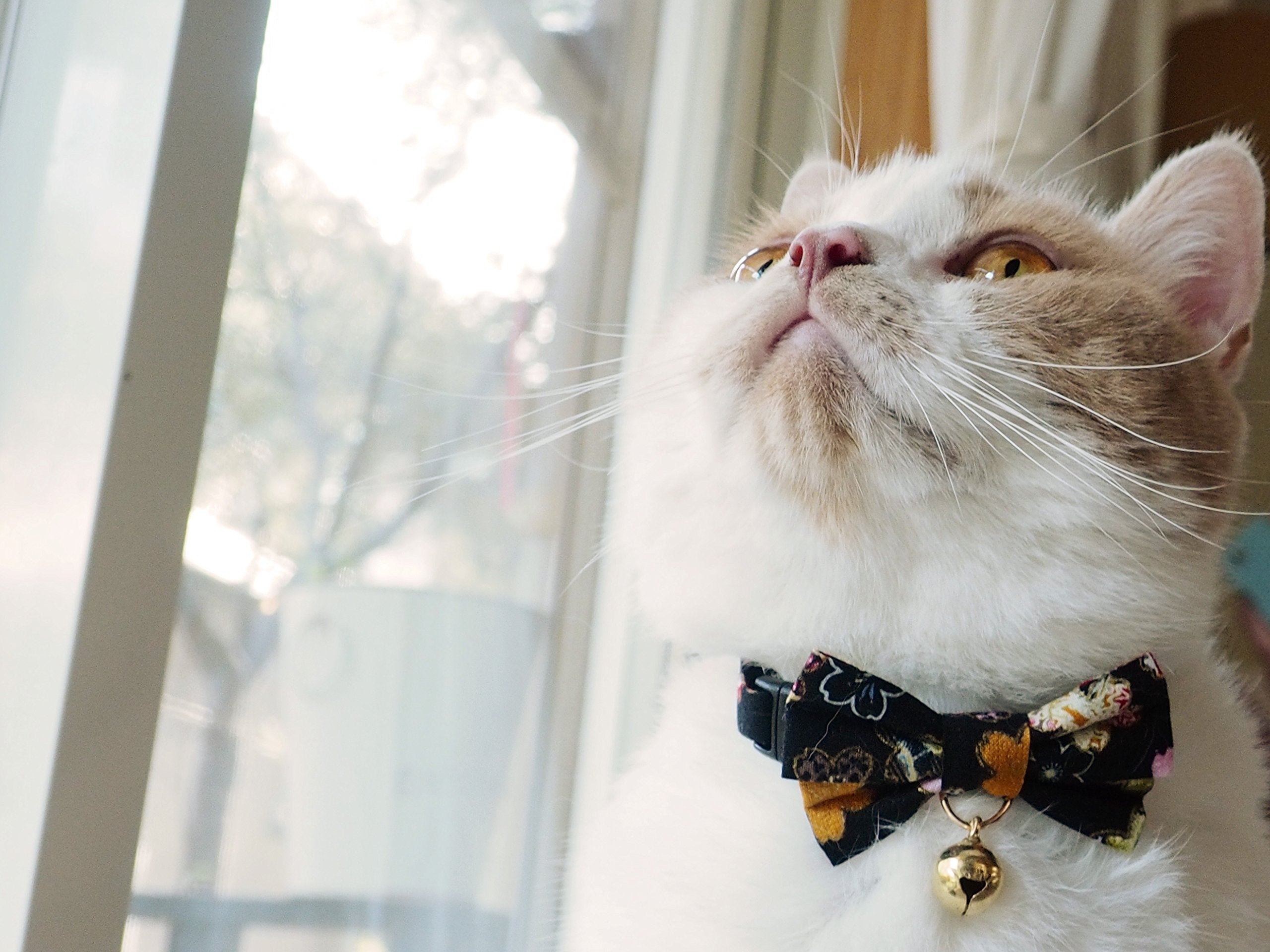 Necoichi Kimono Bow Tie Cat Collar (Black)