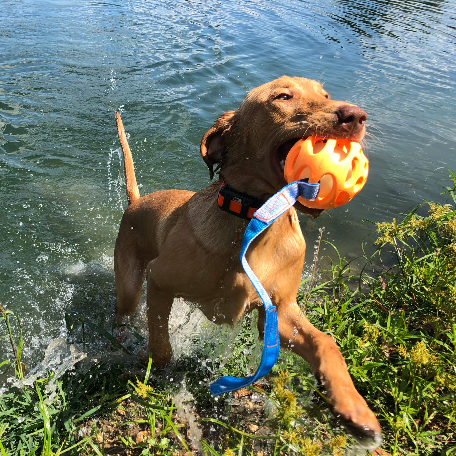 Chew King Ball Launcher - 2.5 Balls, Ball Launcher - 3 Balls, Medley 3pk/2.75, Medley 3pk/3.25, Small Float and Glow Flyer, Larg