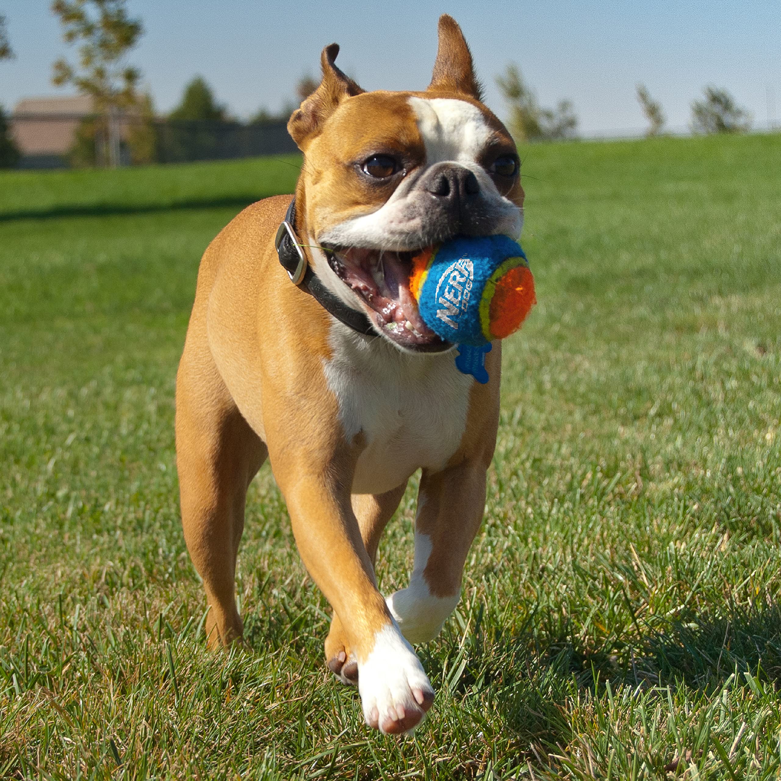 Nerf Dog 25In Translucent Air Strike Thrower, Dog Toy Gift Set With Five 2.5In Balls, Lightweight, Durable And Water Resistant, For Small/Medium/Large Breeds