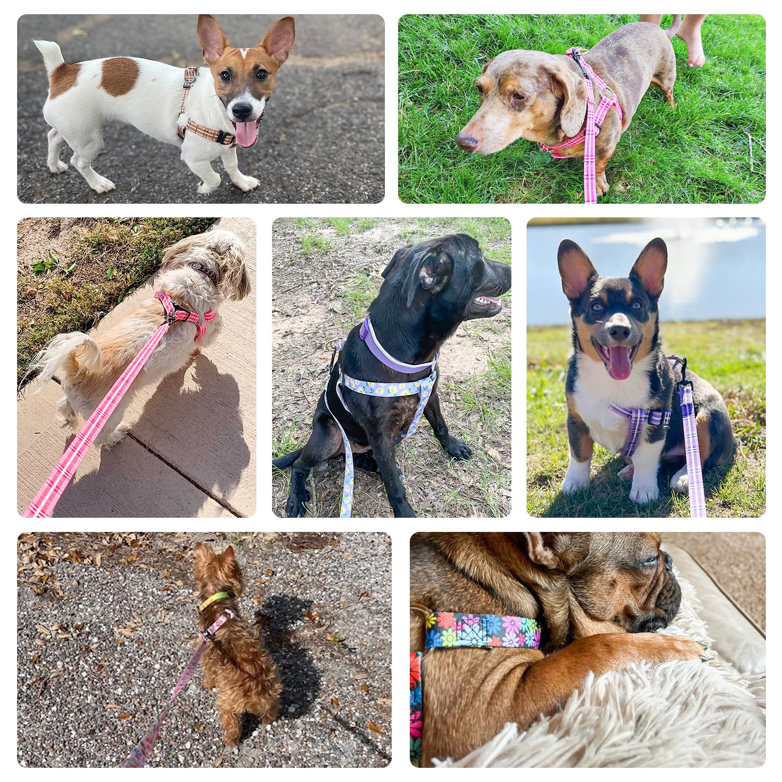 BEAUTYZOO No Pull Dog Harness and Leash Set - Adjustable Step-in Puppy Harness for Small Medium Large Dogs, Escape Proof Soft Ny