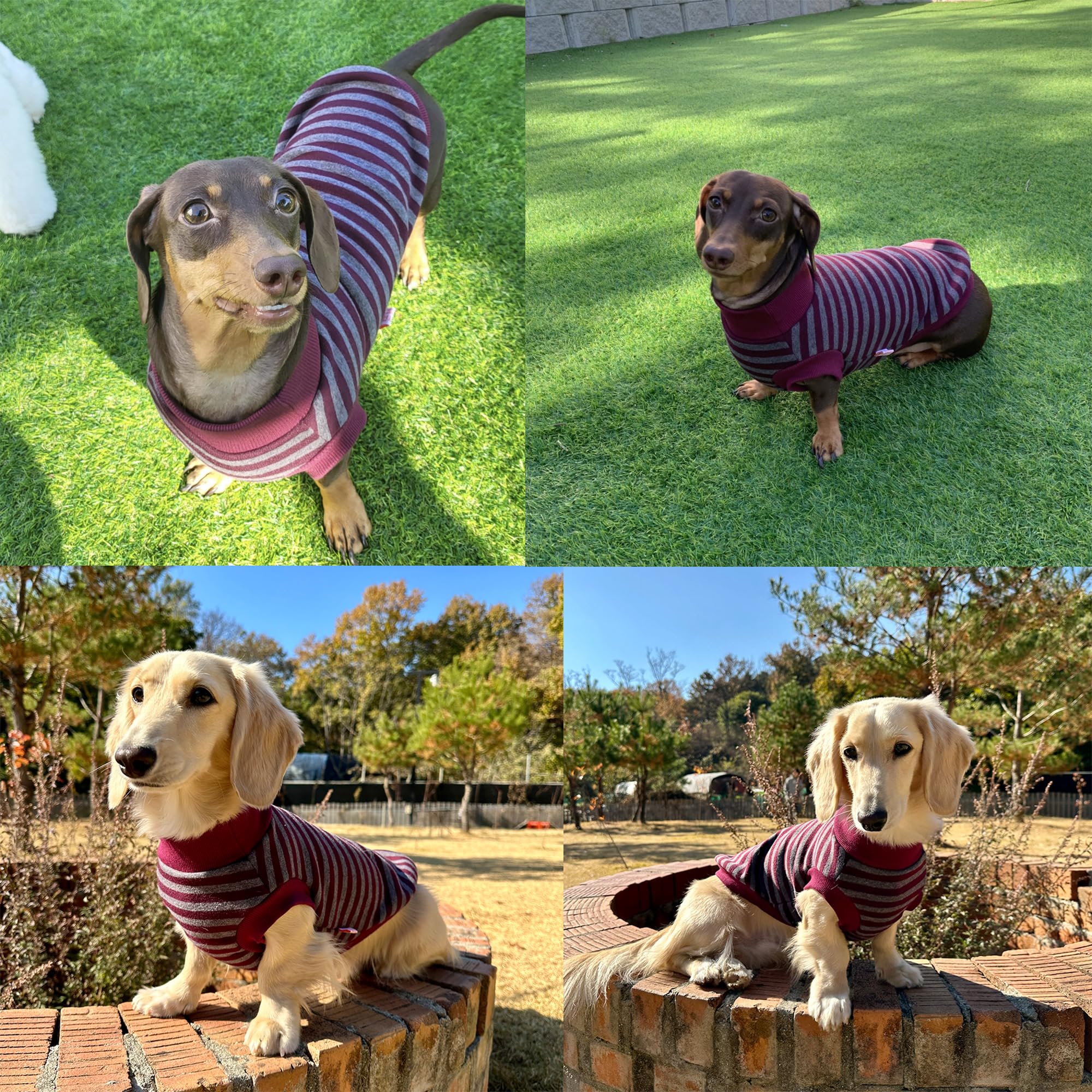 D Doggy Star Dachshund Sweater For Dogs Lining Napping Stripe T Shirts (Xl,Burgundy/Grey)