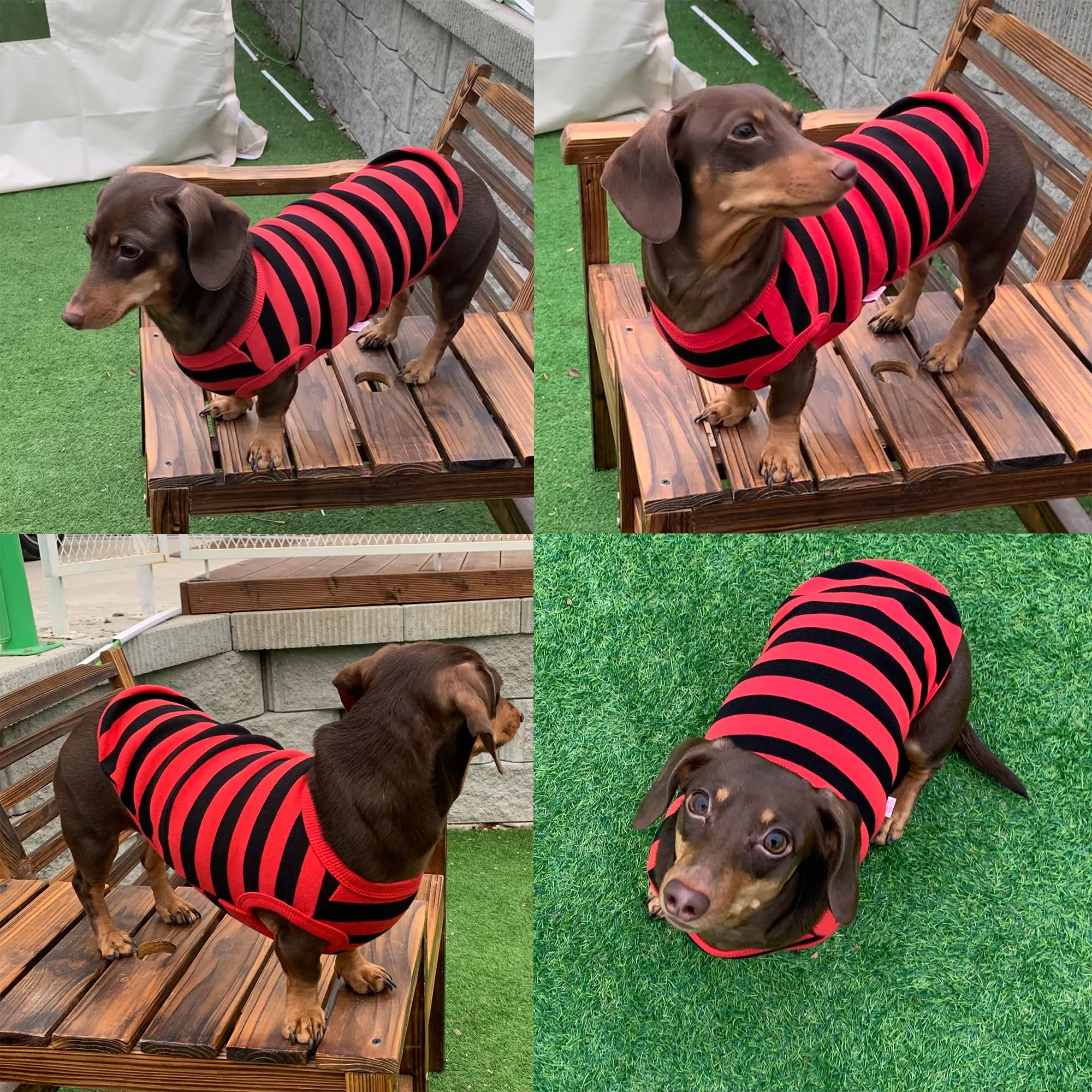 D Doggy Star Dachshund Clothes For Dogs Mini And Adults T Shirts (L,Stripe Red/Black)