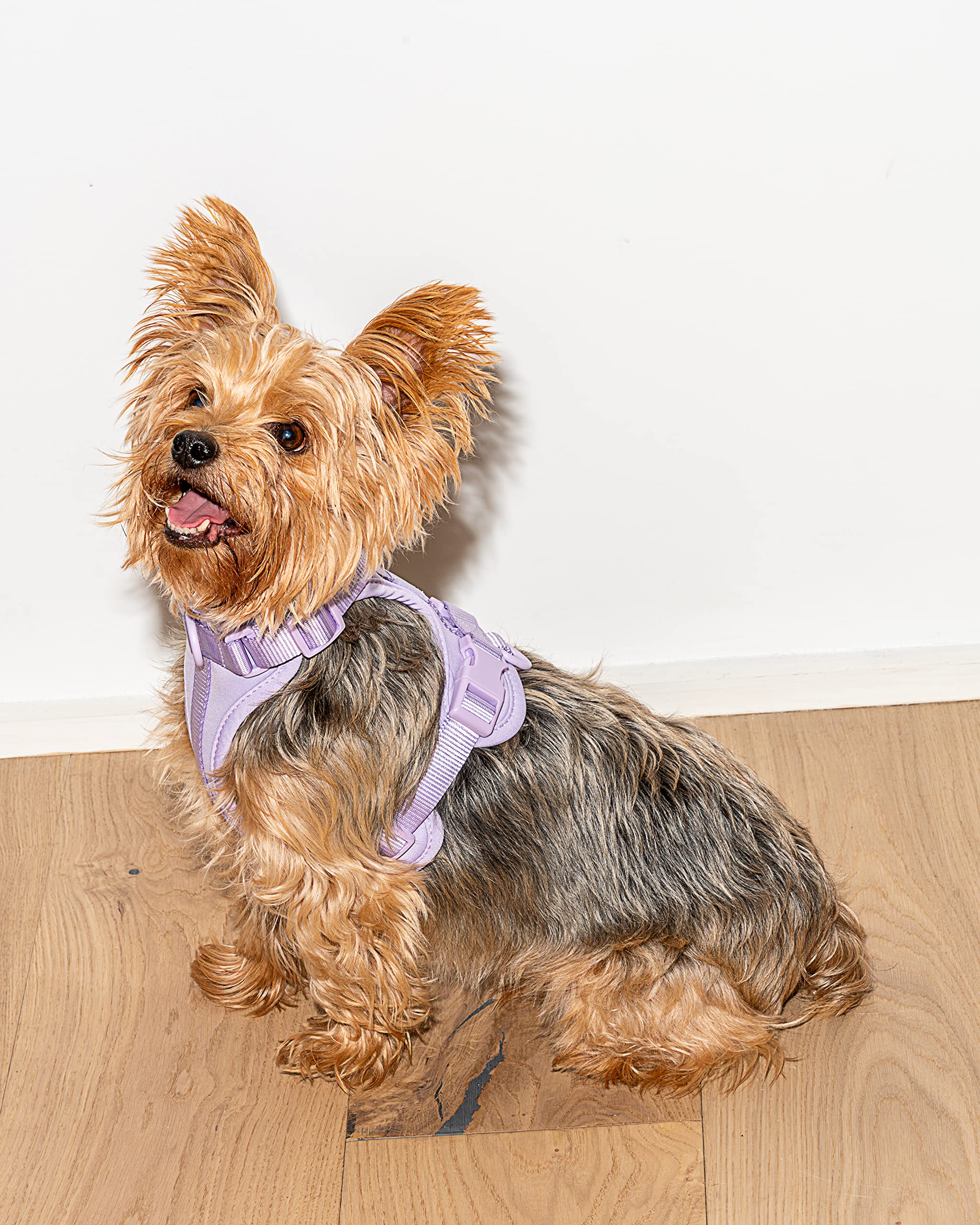 Wild One Harness 2.0 - Small - Lilac