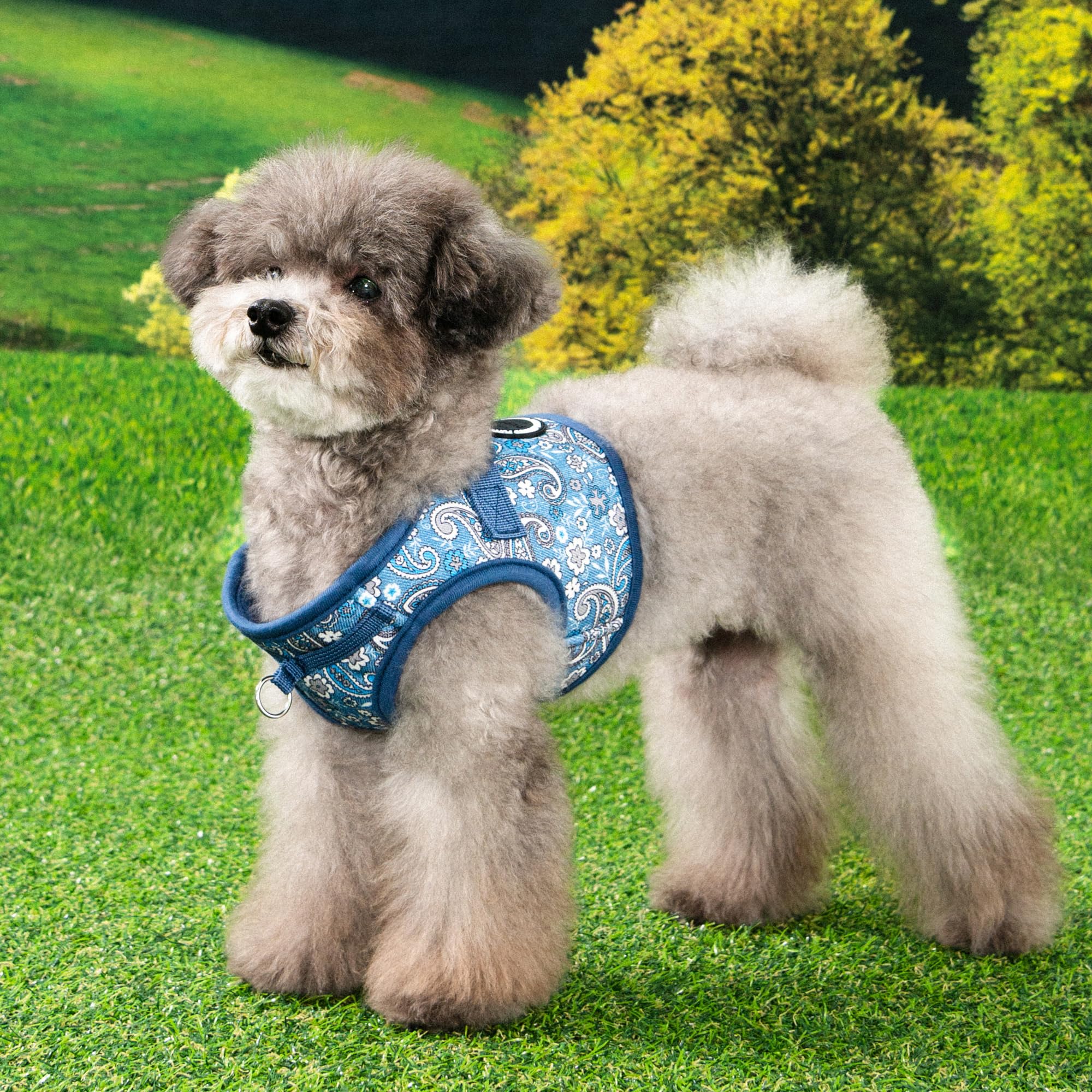 Puppia Cynthia Dog Vest Harness B (Step-In) Fashionable Paisley Pattern Spring Summer Harness For Small And Medium Dogs, Blue, X