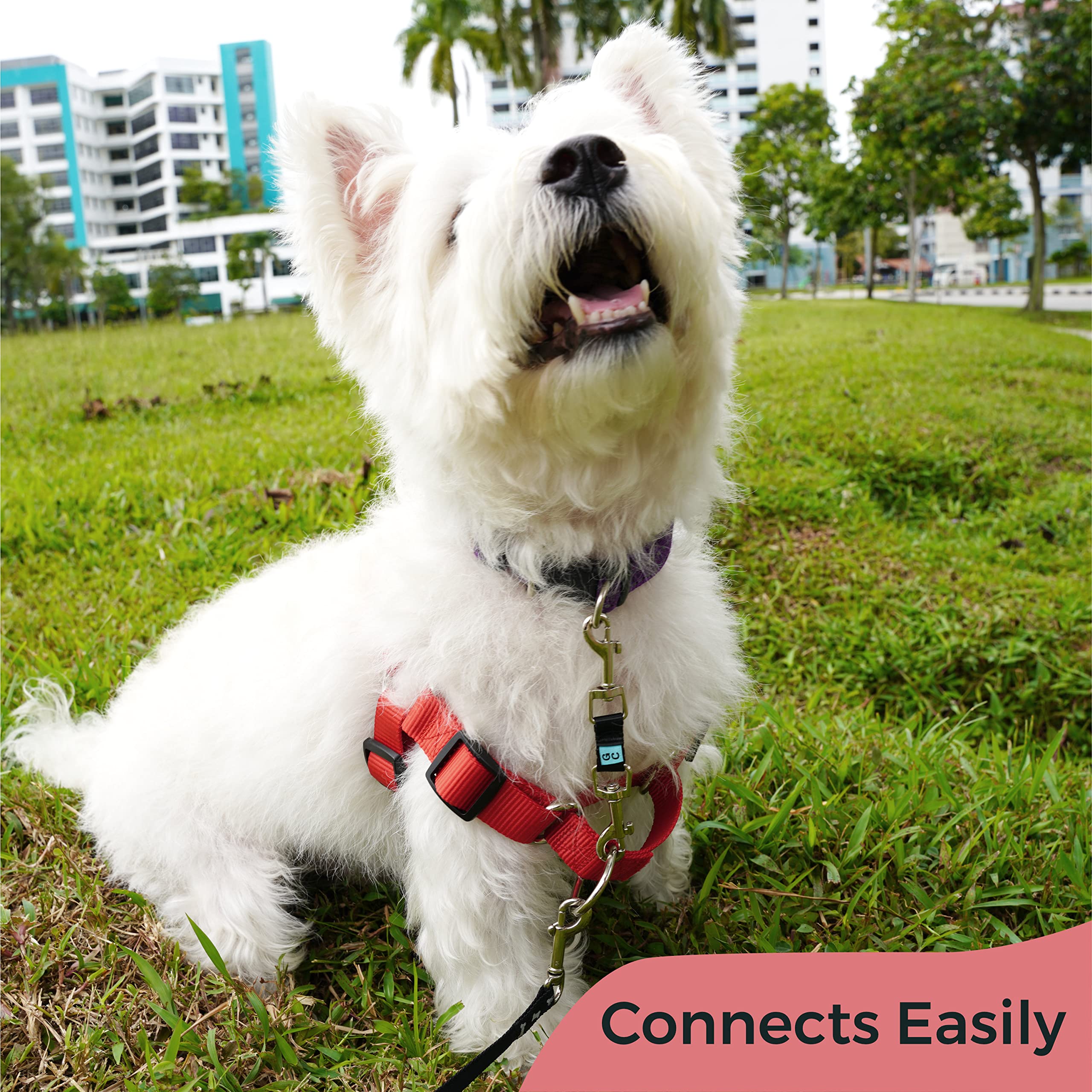 Gentle Creatures Collar Companion - Mini To Small Dogs Collar Backup Clip For Dog Harness, Prong Collar, Pinch Collar, Gentle Le