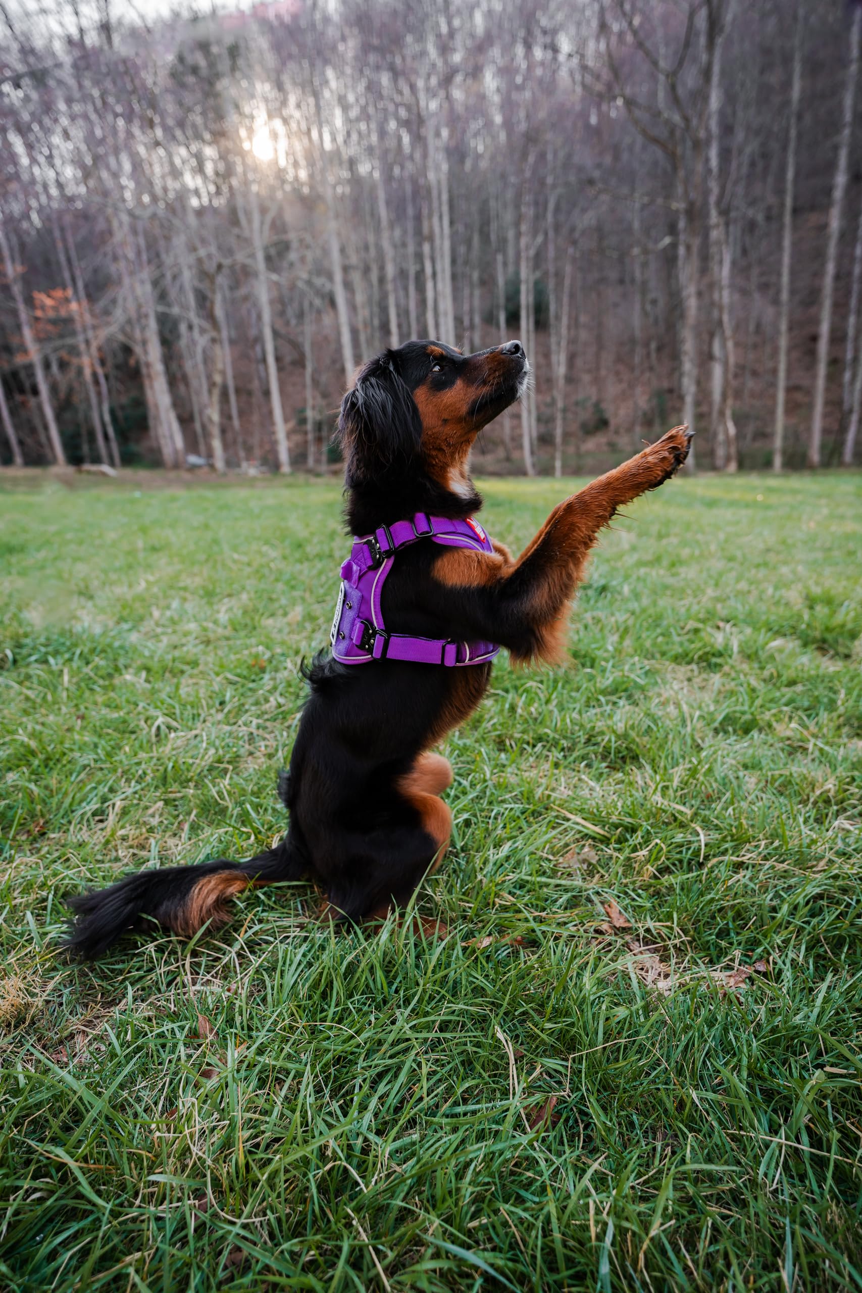 Boss Dog Tactical Harness, Purple, Medium