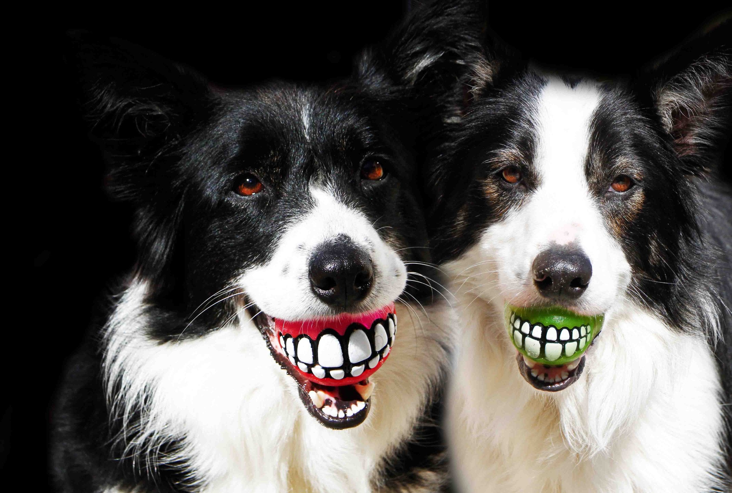 ROGZ GR02-L Fun Dog Treat Ball in various sizes and colors, Medium, Lime