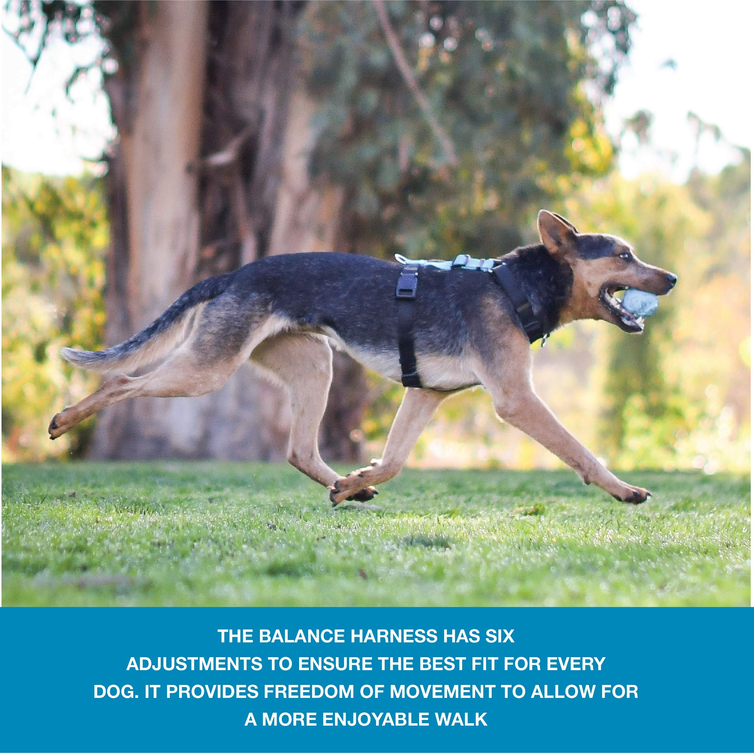 Blue-9 Pet Products No-Pull Balance Harness And Loose Leash Walking Set Dogs, Made In The Usa, Black, Medium/Large