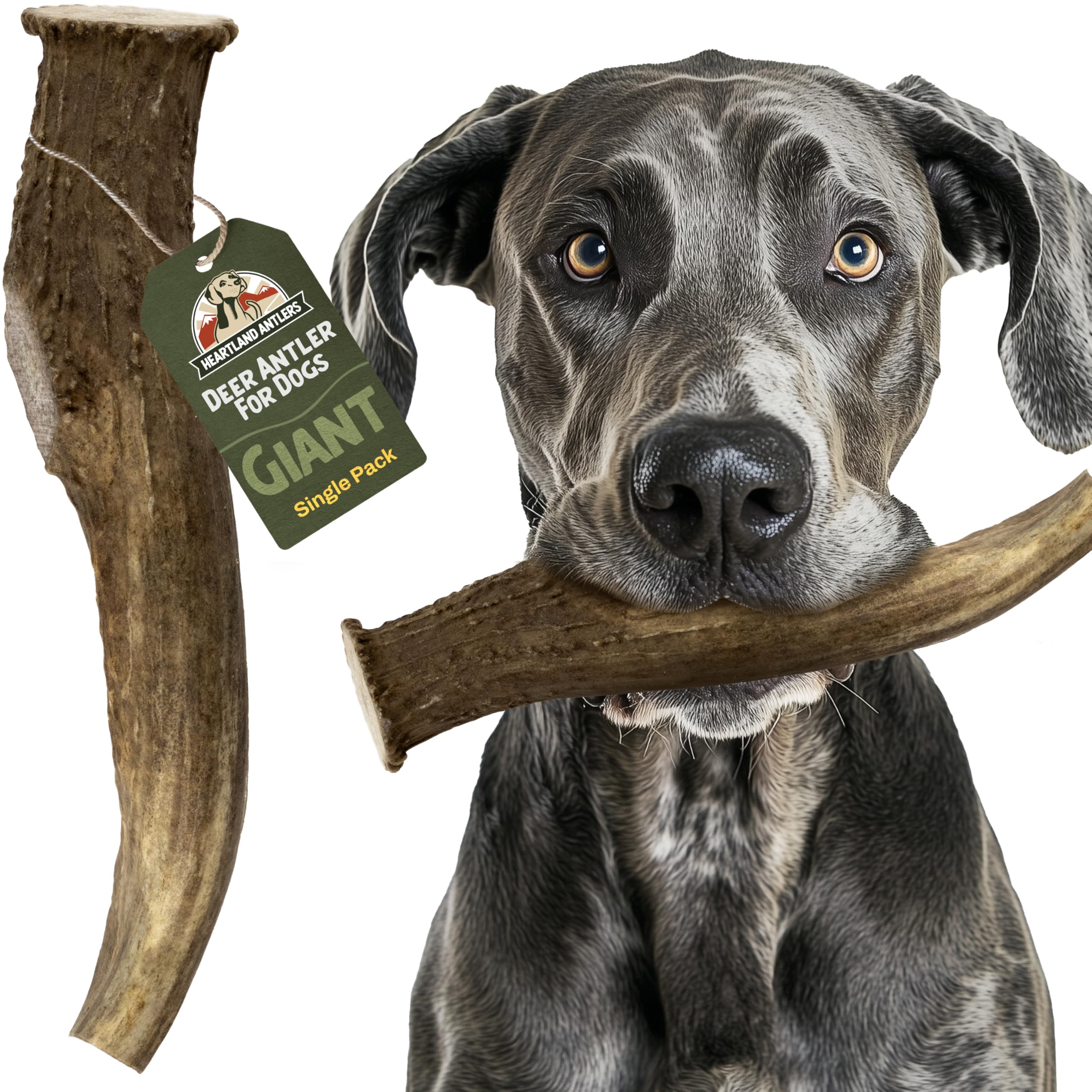 Heartland Deer Antlers for Dogs (Giant, 9+, 1-Pack) - Grade A, Naturally Shed | Tough, Splinter-Free Chew for Aggressive Chewers