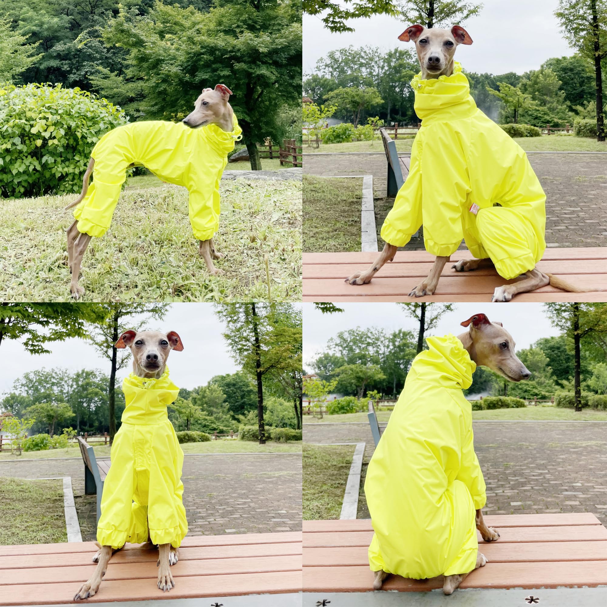 D Doggy Star Italian Greyhound Raincoat Waterproof Jacket Windbreaker Clothes Whippet For Dog (2Xl,Raincoat Yellow)