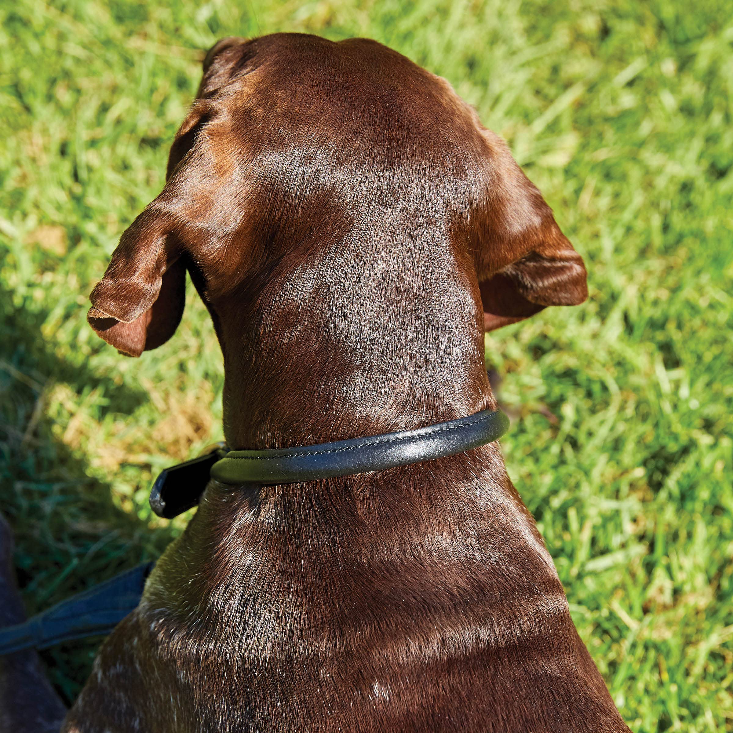 WeatherBeeta Rolled Leather Dog Collar, Maroon, Extra Large