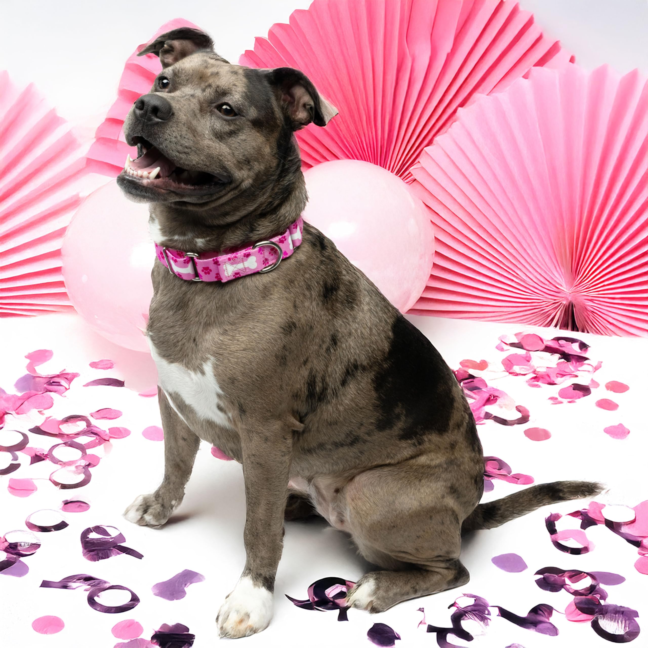 Country Brook Petz - Hossfit Jr Wide Martingale Dog Collar - Dog'S Life Collection Featuring Playful Designs (Pink Oh My Dog, Ex