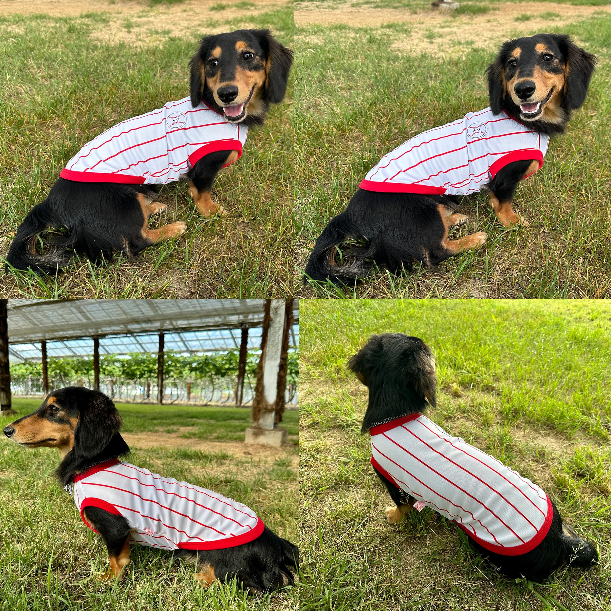 D Doggy Star Dachshund Clothes For Dogs Baseball Mini And Adults T Shirts (M,Baseball Red)