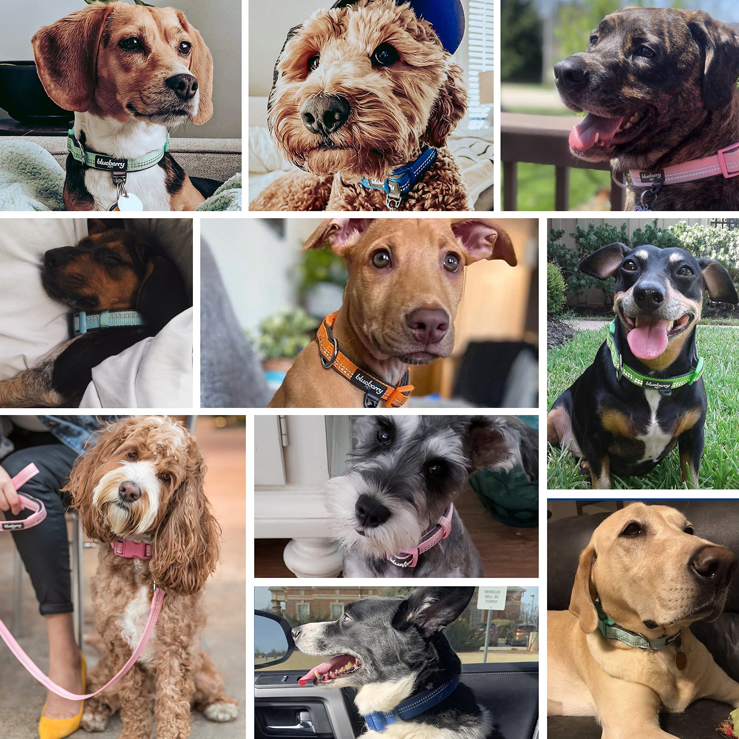 Blueberry Pet Soft & Safe 3M Reflective Neoprene Padded Adjustable Dog Collar - Orange Peel, Medium, Neck 14.5'-20'