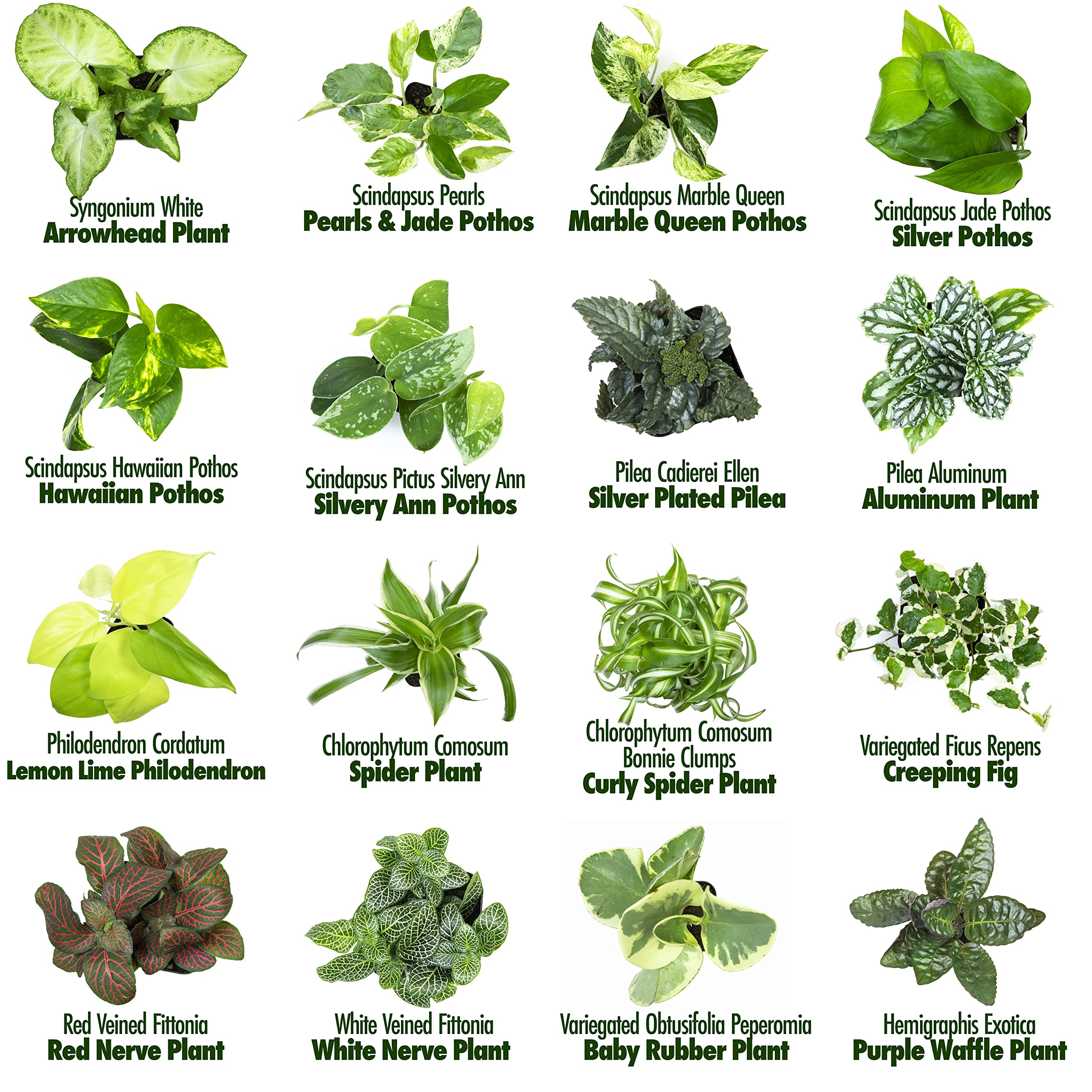Easy To Grow Houseplants (12 Pack) Live House Plants In Plant Containers, Growers Choice Plant Set In Planters With Potting Soil