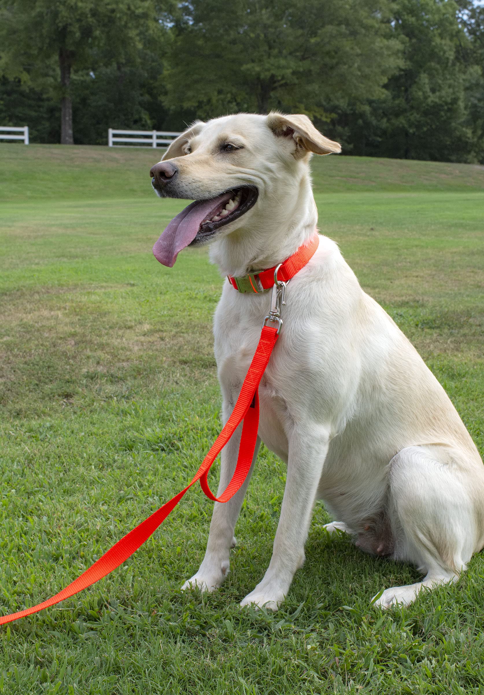 Country Brook Design - Vibrant 30+ Color Selection - Premium Nylon Dog Collar With Metal Buckle (Small, 3/4 Inch, Hot Orange)