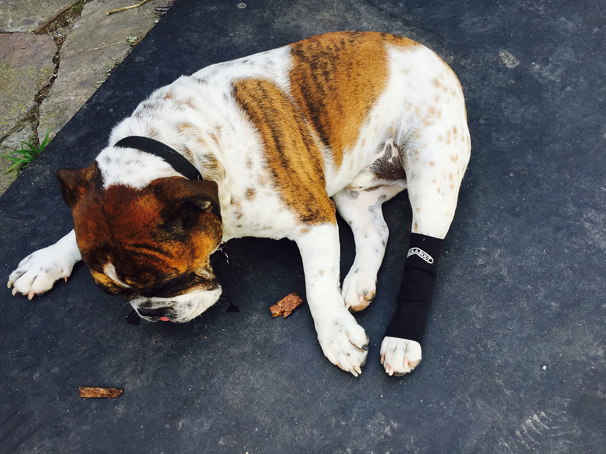 WALKABOUT Canine Compression Sleeve (Black, Large