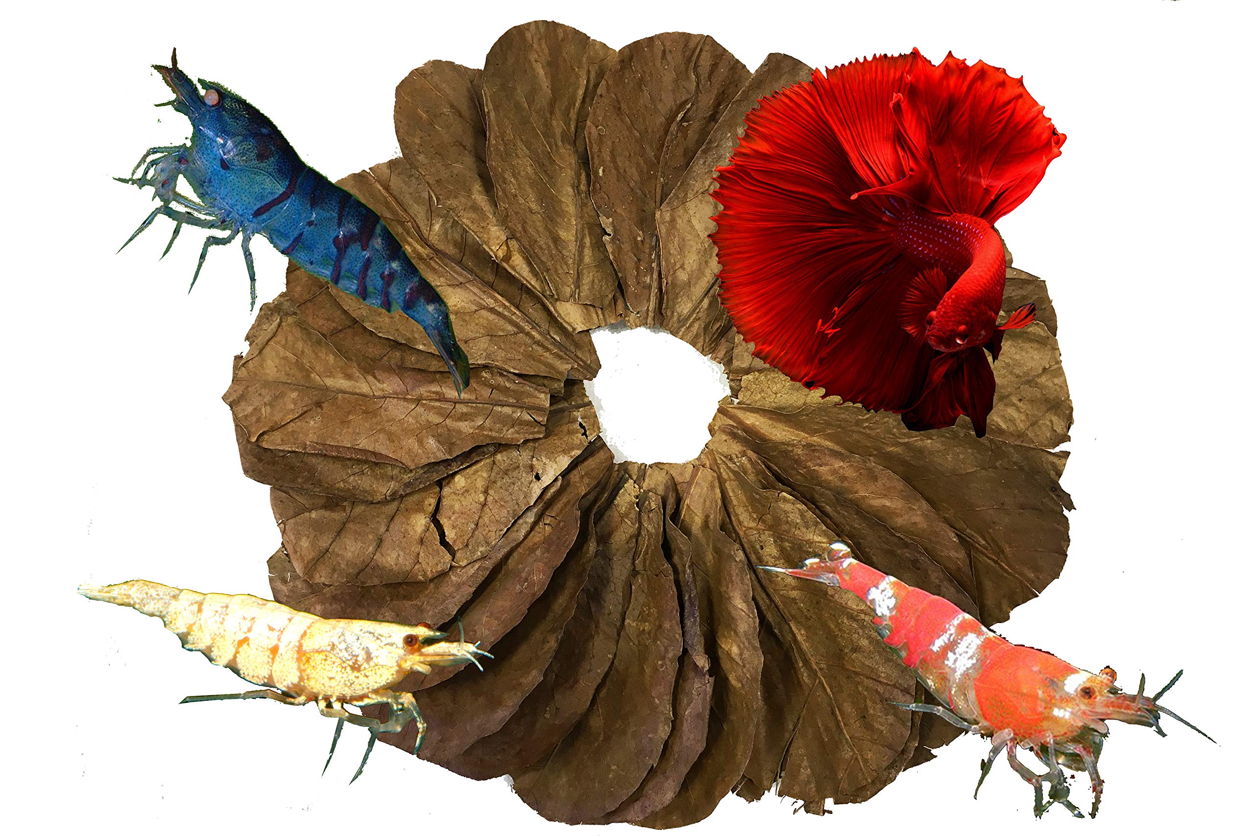 Awesome Aquatic Betta & Shrimp Leaves 50 4-6 Premium Catappa Indian Almond Leaves Natural Habitat Tannin Producing Improves Immu