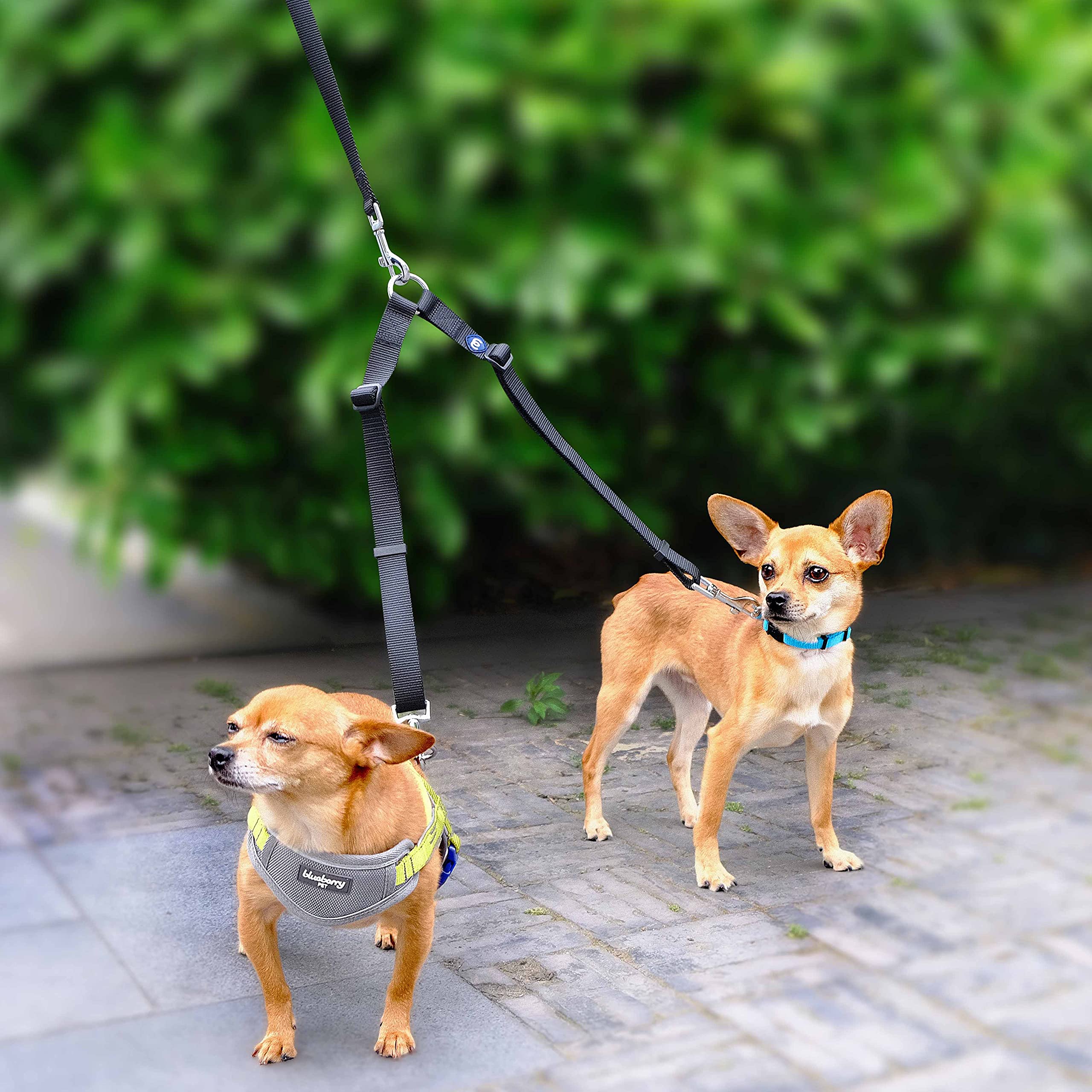 Blueberry Pet Essentials Durable Classic Double Dog Leash Coupler, Rouge Red, Medium/Large, Dual Walking & Training Leashes For Two Dogs