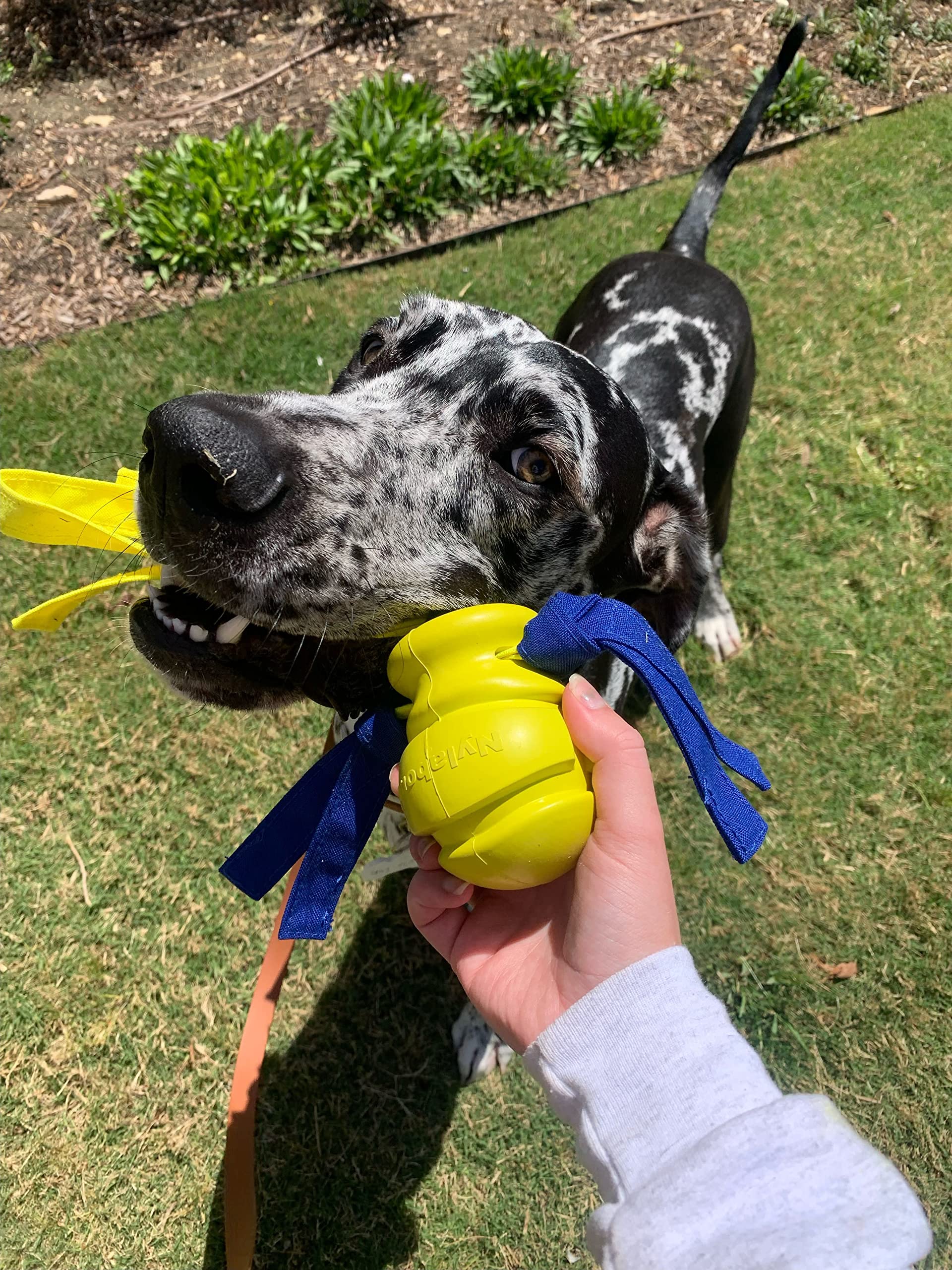 Nylabone Power Play Dog Fetch Toys Fling-A-Bounce Fling-A-Bounce Large (1 Count)