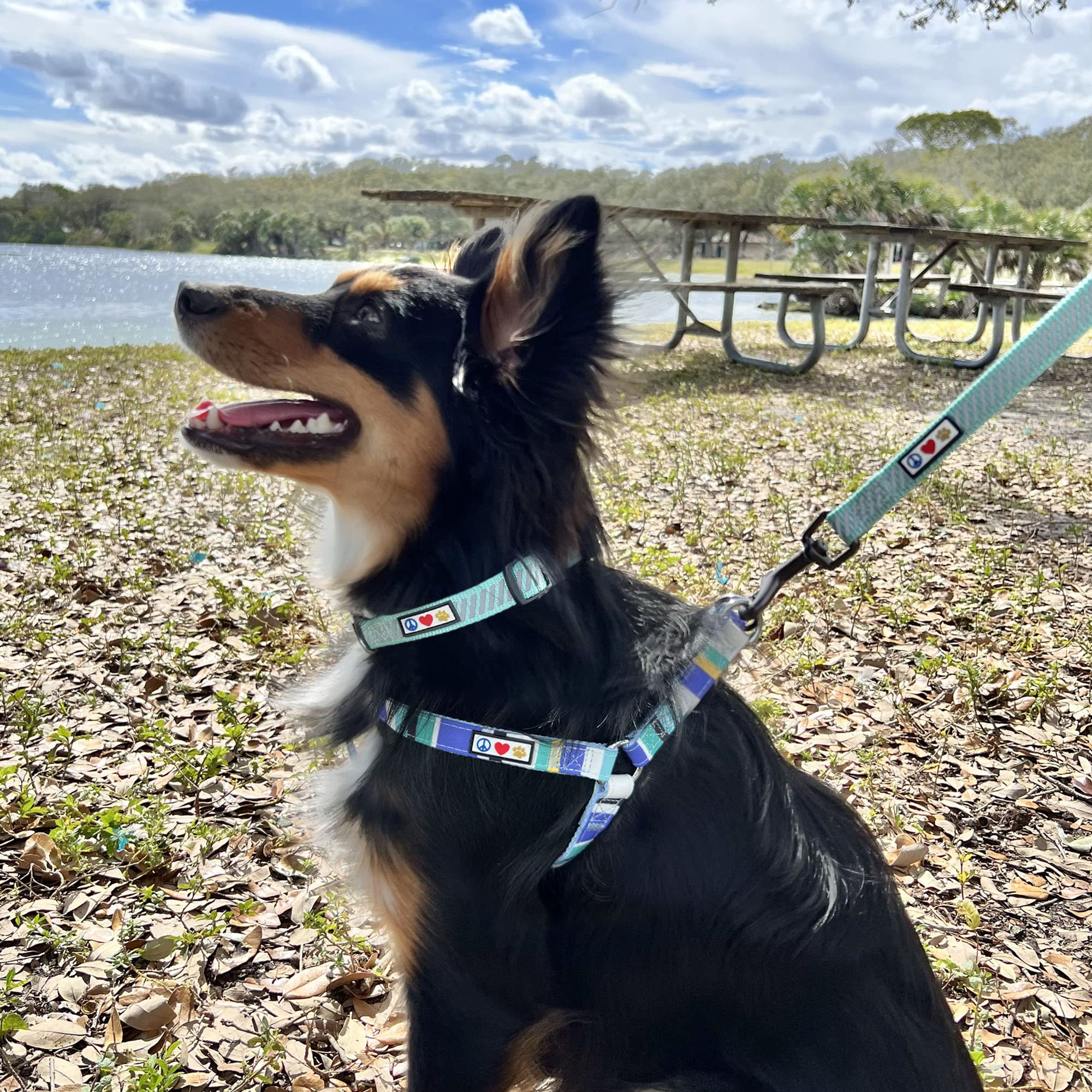 Pawtitas Reflective Dog Collar For Dog And Puppies A High Visibility Collar With Reflective Bands | Adjustable Dog Collar Heavy Duty Perfect For Extra Small And Small Puppies - Grey Xs Collar
