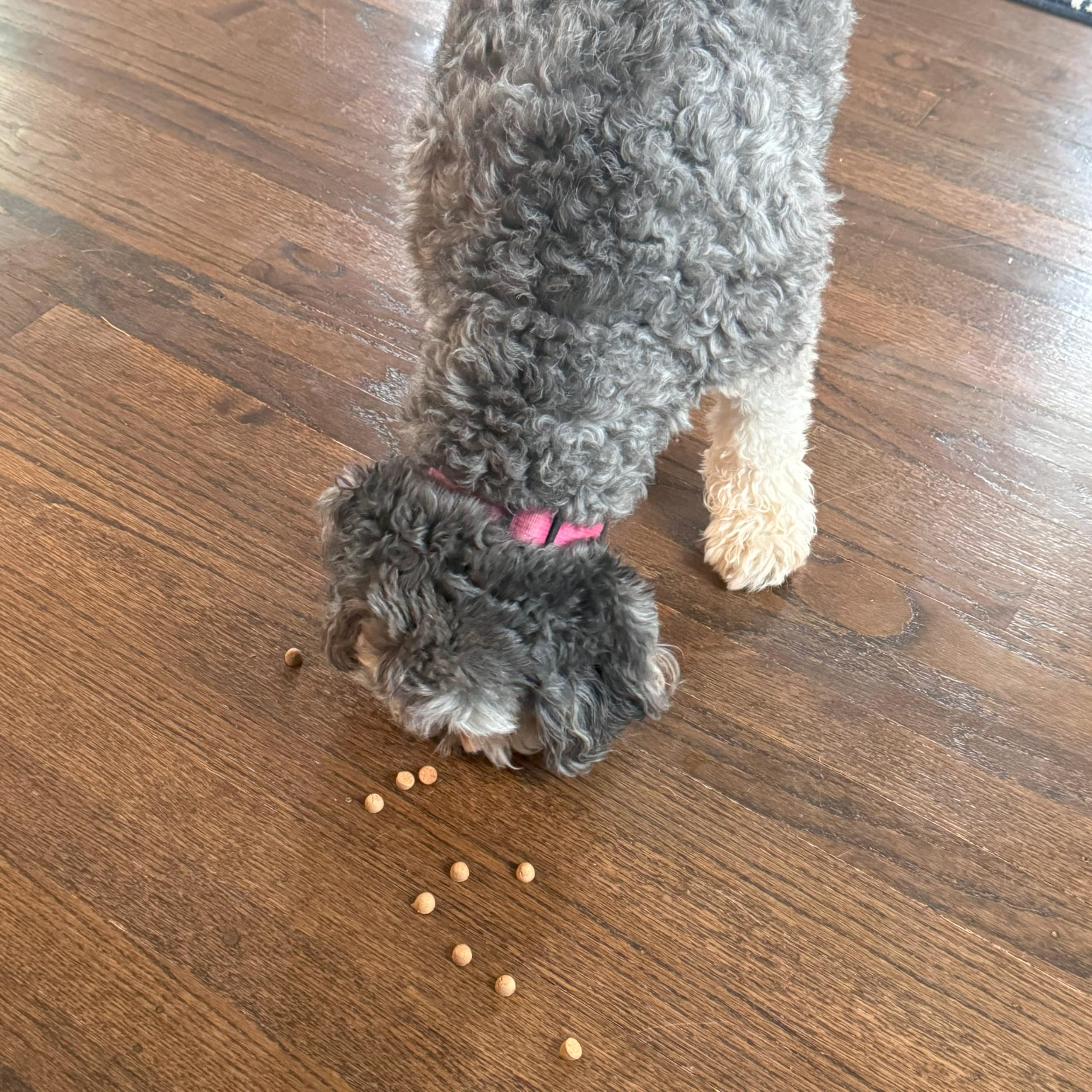 Exclusively Dog Best Buddy Bits Training Treats for Dogs and Puppies - All Natural, Baked in The USA, Ideal for Training & Agili
