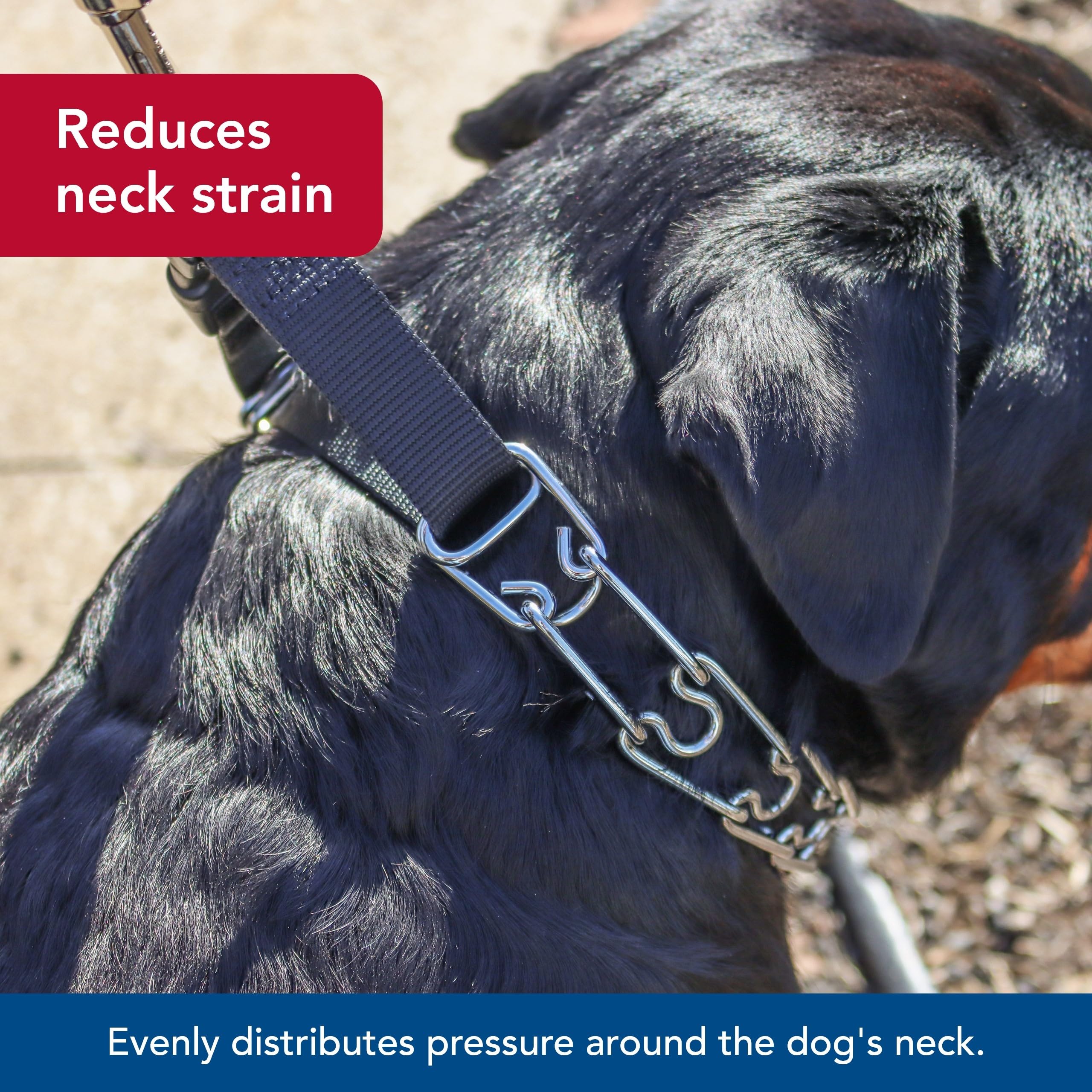 Coastal Pet Titan Easy-On Dog Prong Training Collar With Buckle - Training Collar For Dogs - Durable Metal Dog Collar - Training Collar With Side Release Buckle - Black, 3.3 Mm X 20'.