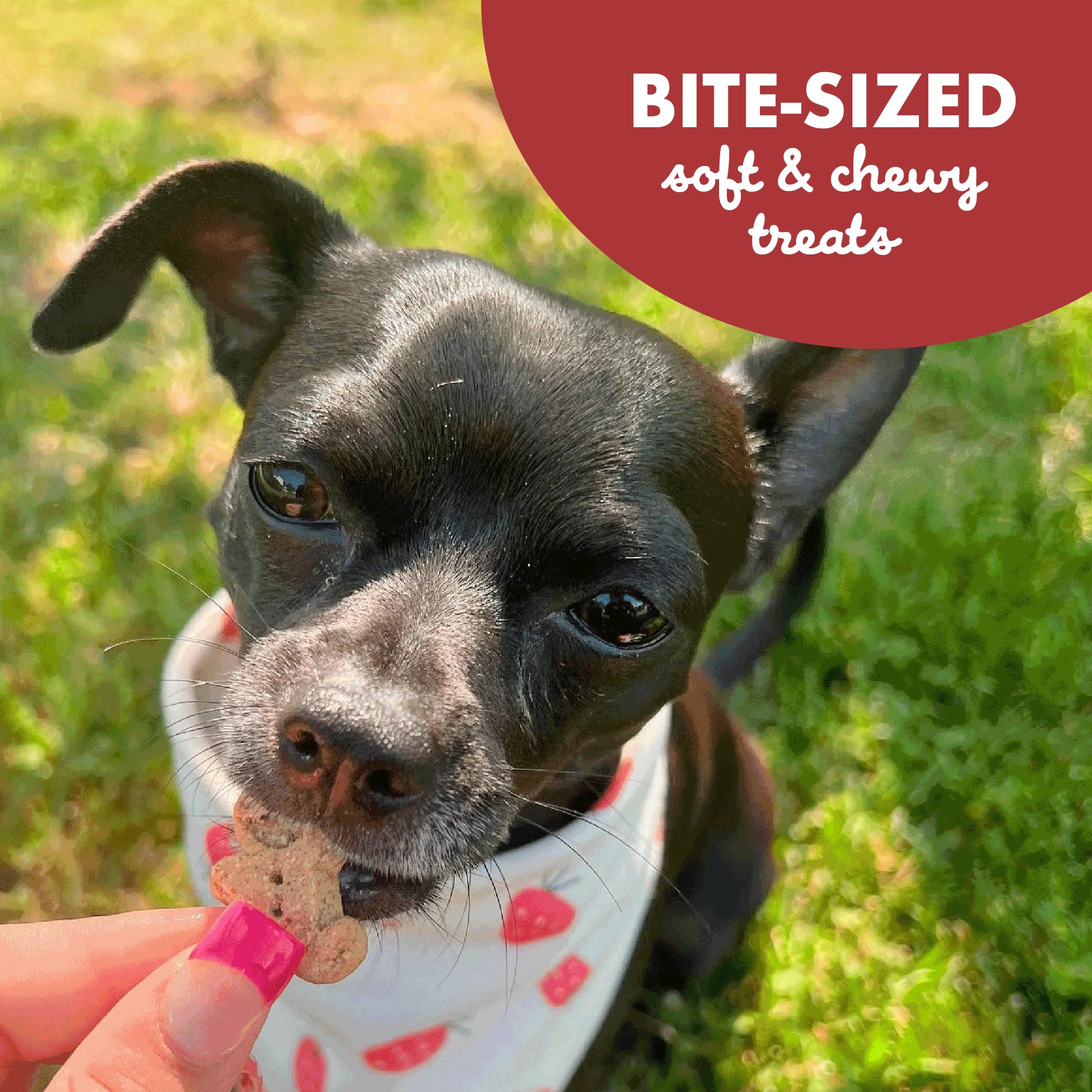Buddy Biscuits Softies 5 oz Pouch, Grain-Free Soft & Chewy, Natural Grilled Beef Flavor Dog Treats, Oven Baked in The USA