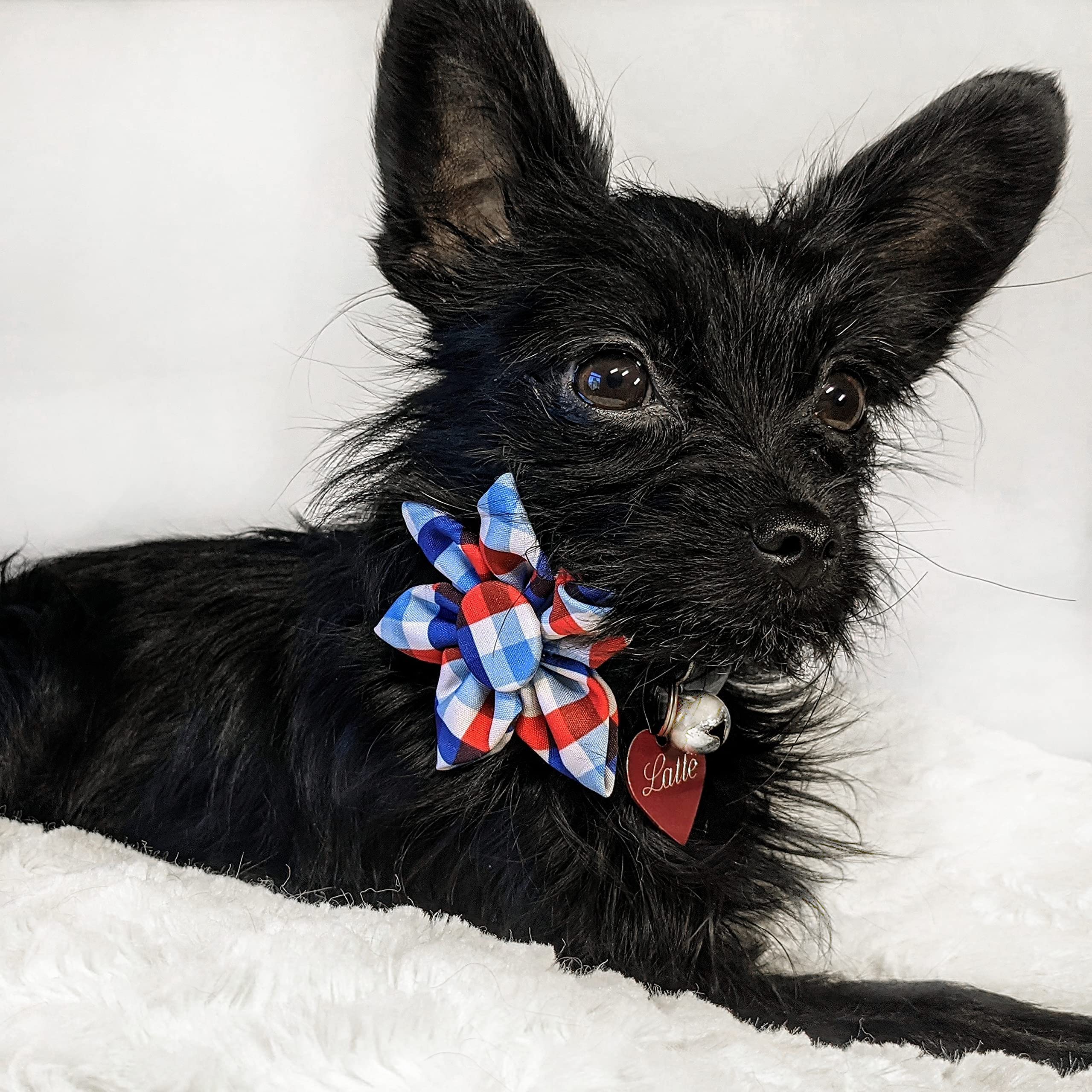 Huxley & Kent Pet Pinwheel | Picnic Check (Large) | 4Th Of July Collar Accessory For Dogs/Cats | Bow Collar Attachment | Cute, C