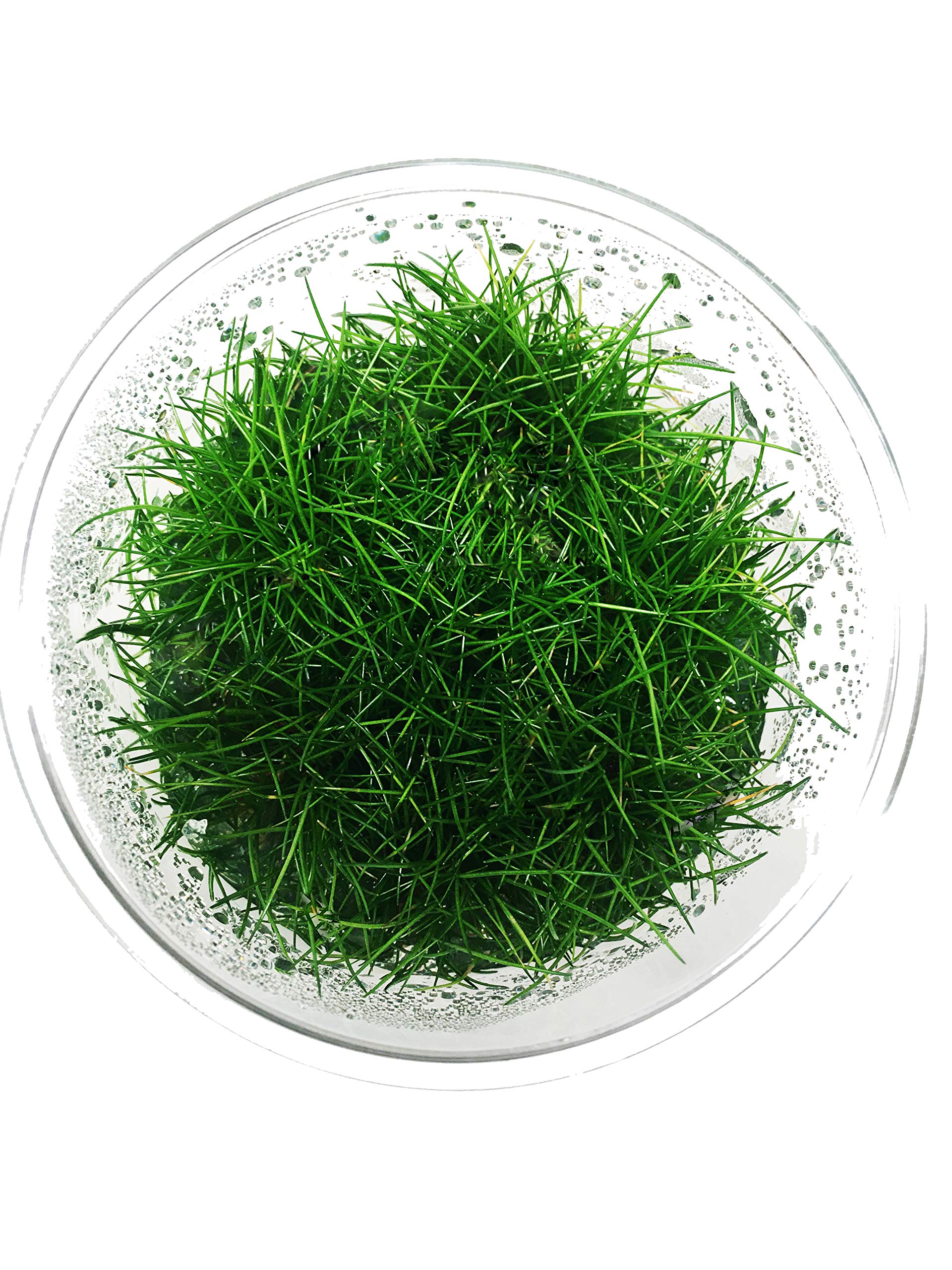 Greenpro Dwarf Hairgrass Live Aquarium Plants Tissue Culture Cup Freshwater Fish Tank Decorations