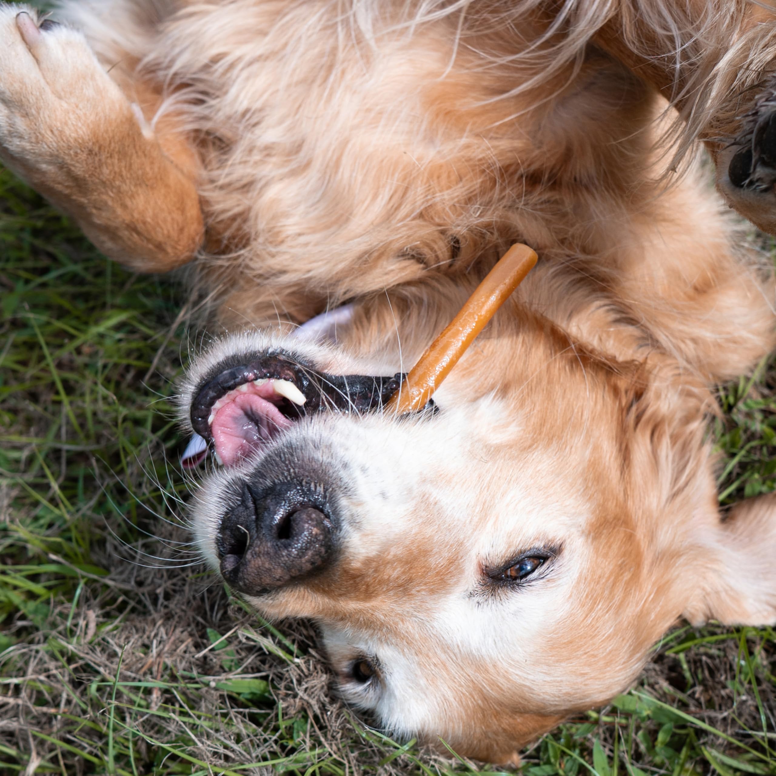 Cadet Chewalicious Classic Chewy Rolls with Real Peanut Butter, Rawhide-Free Healthy Dog Chews, Limited-Ingredient & Long-Lastin