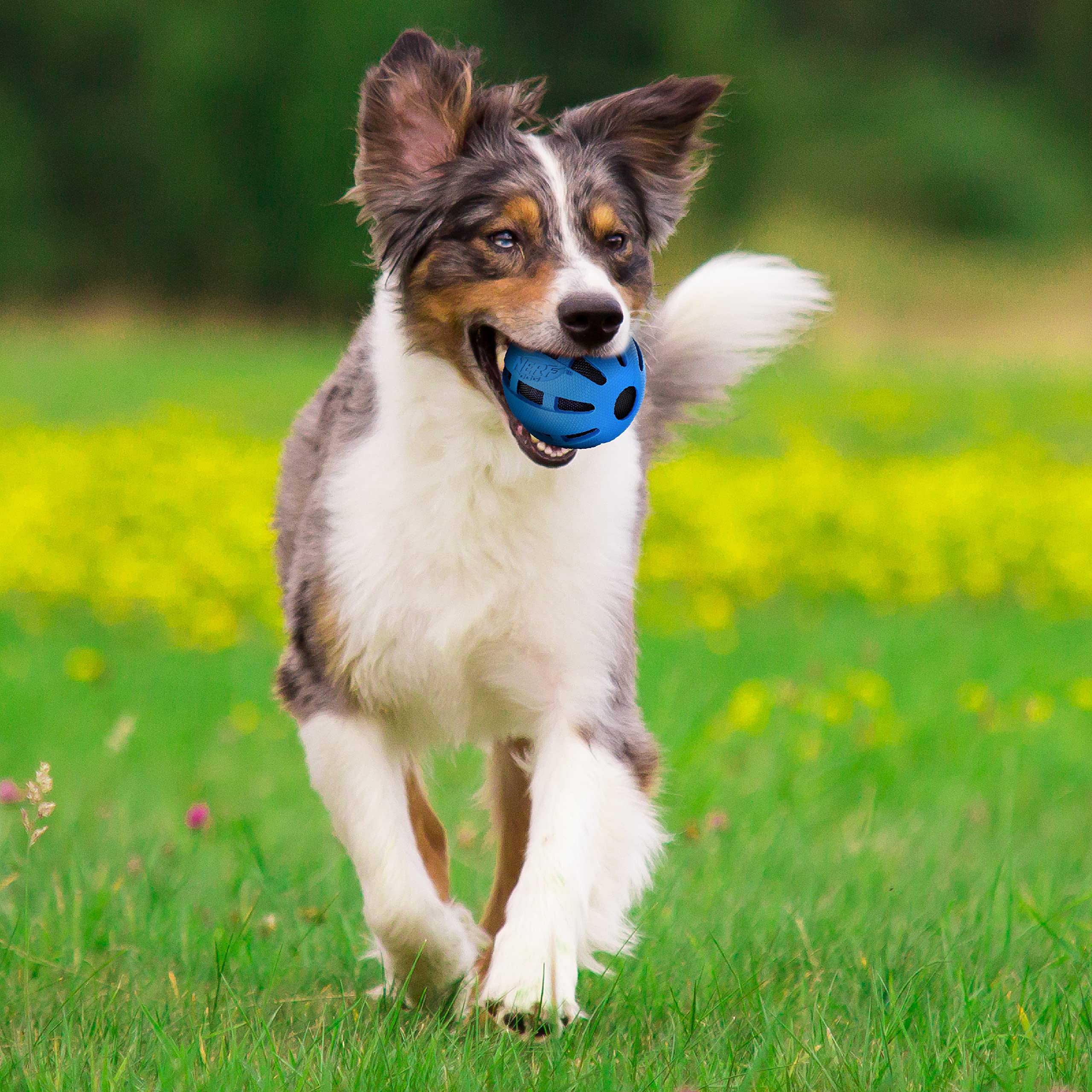 Nerf Dog Rubber Ball Dog Toy, Medium/Large, Blue, Model 7009, Crunch & Squeak Feature