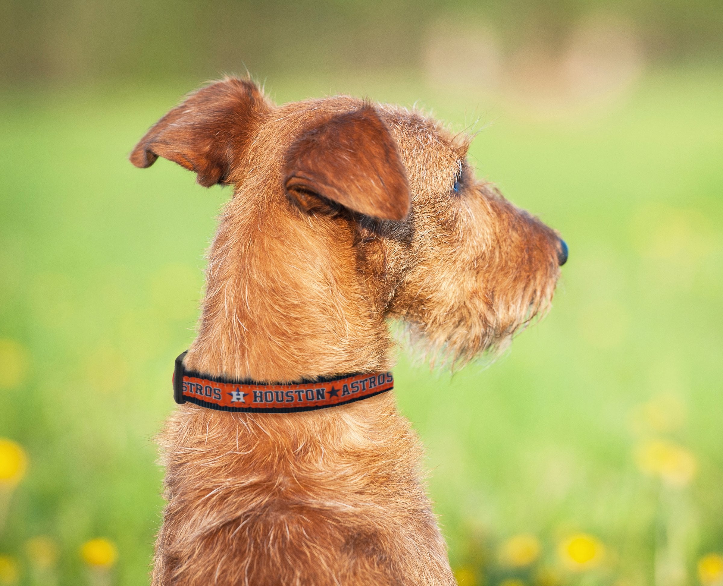 Mlb Houston Astros Dog Collar, Medium